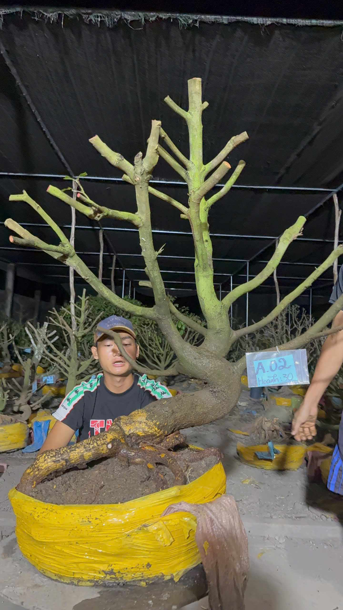 Mã A02 Mai vàng, hoành 30