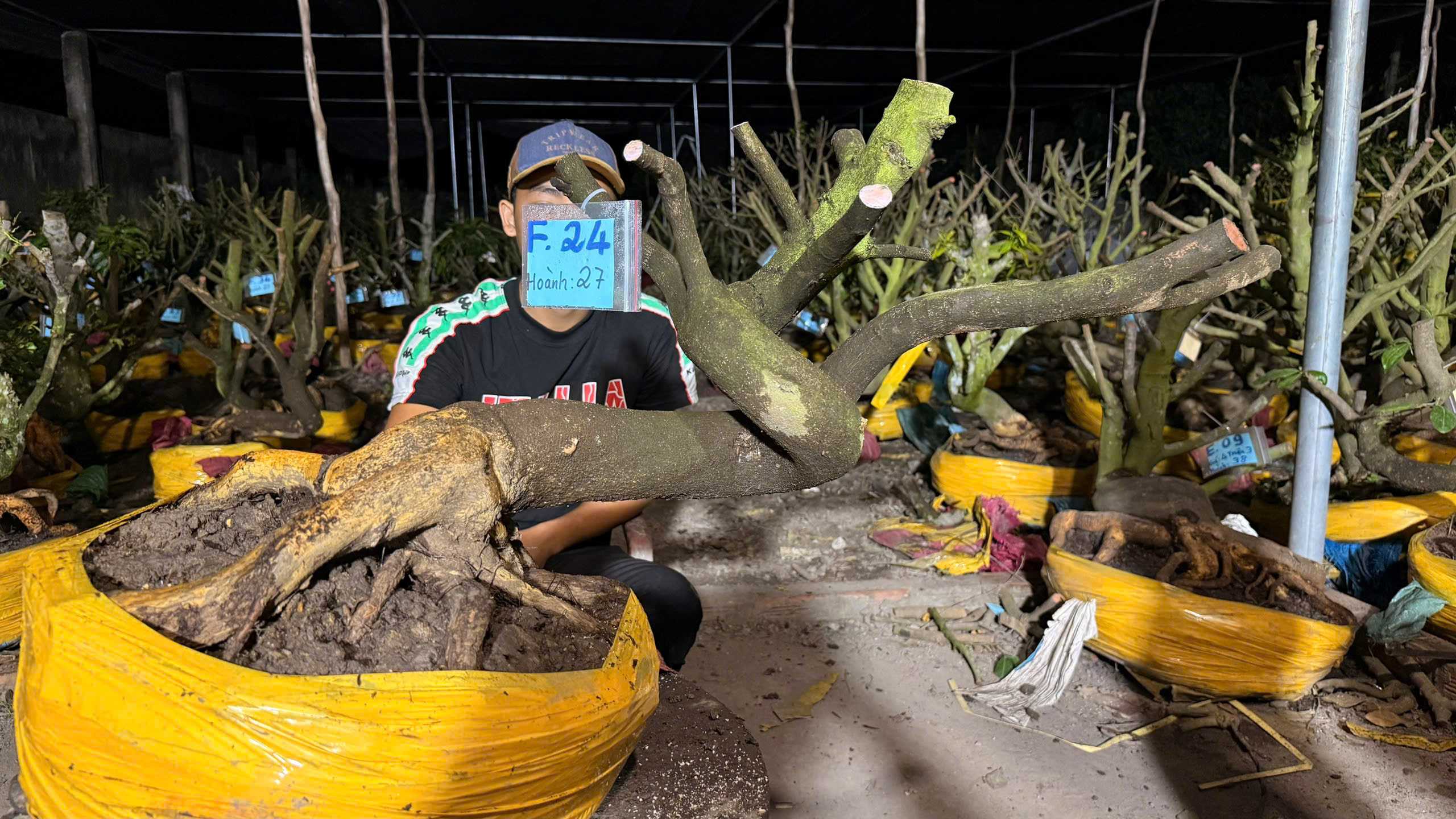 Mã F24 Mai vàng, hoành 27