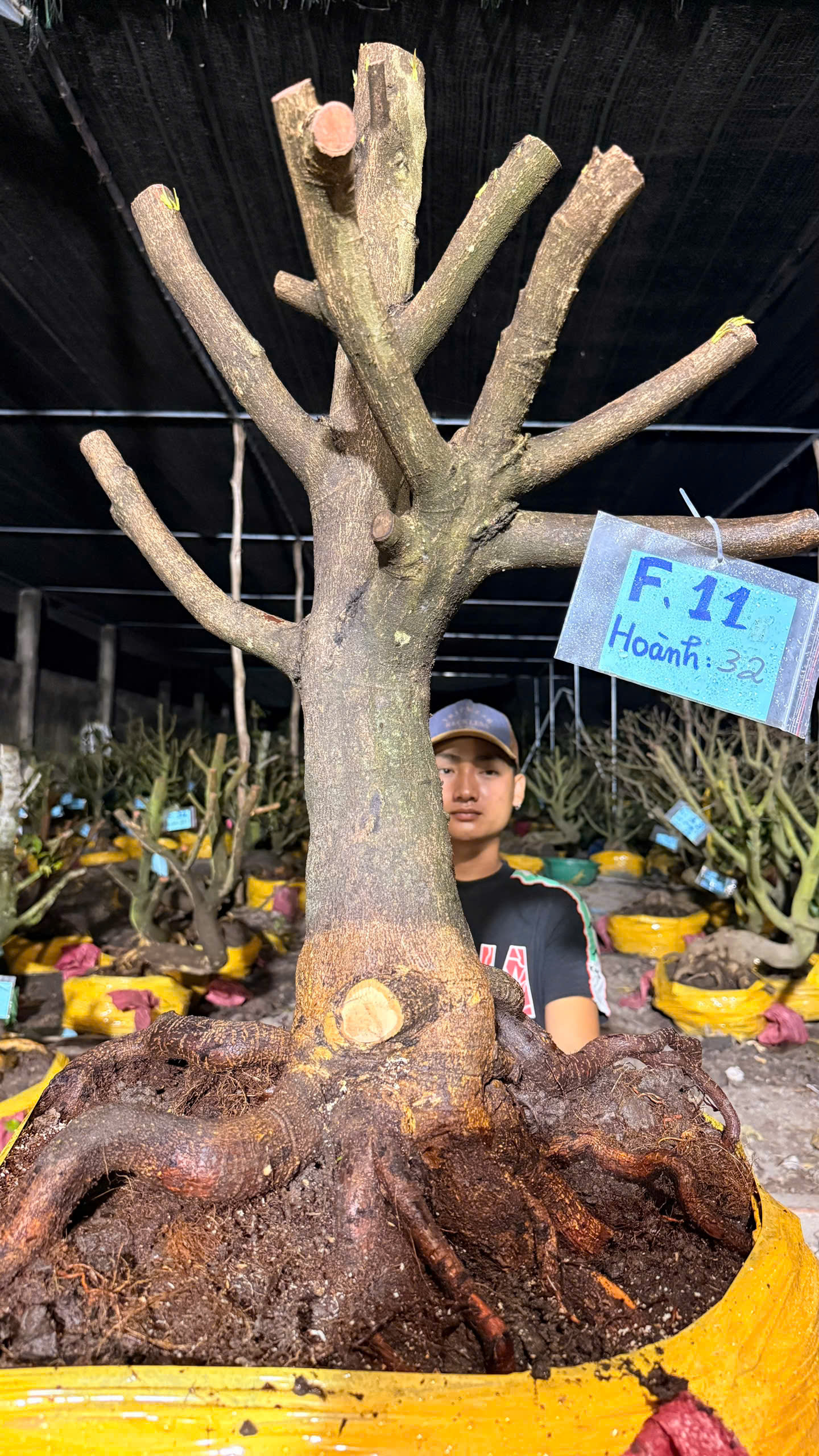 Mã F11 Mai vàng, hoành 32