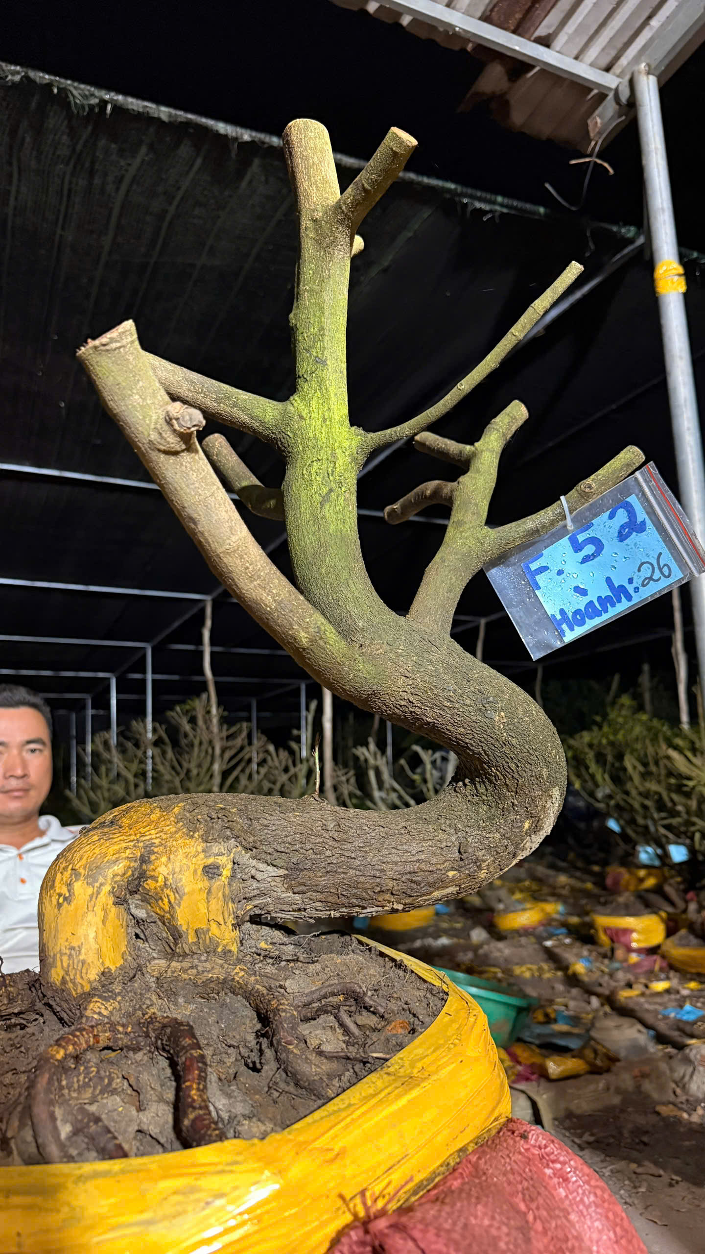 Mã F52 Mai vàng, hoành 26