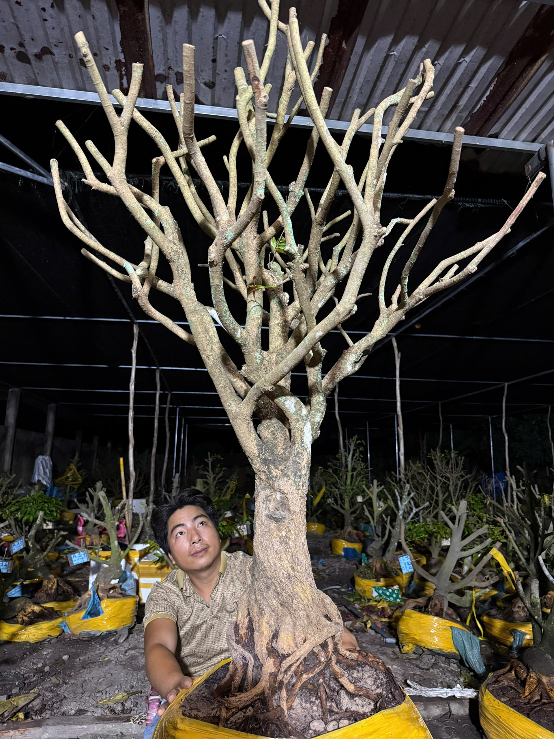 Mã VIP02 Tứ Quý, hoành 42