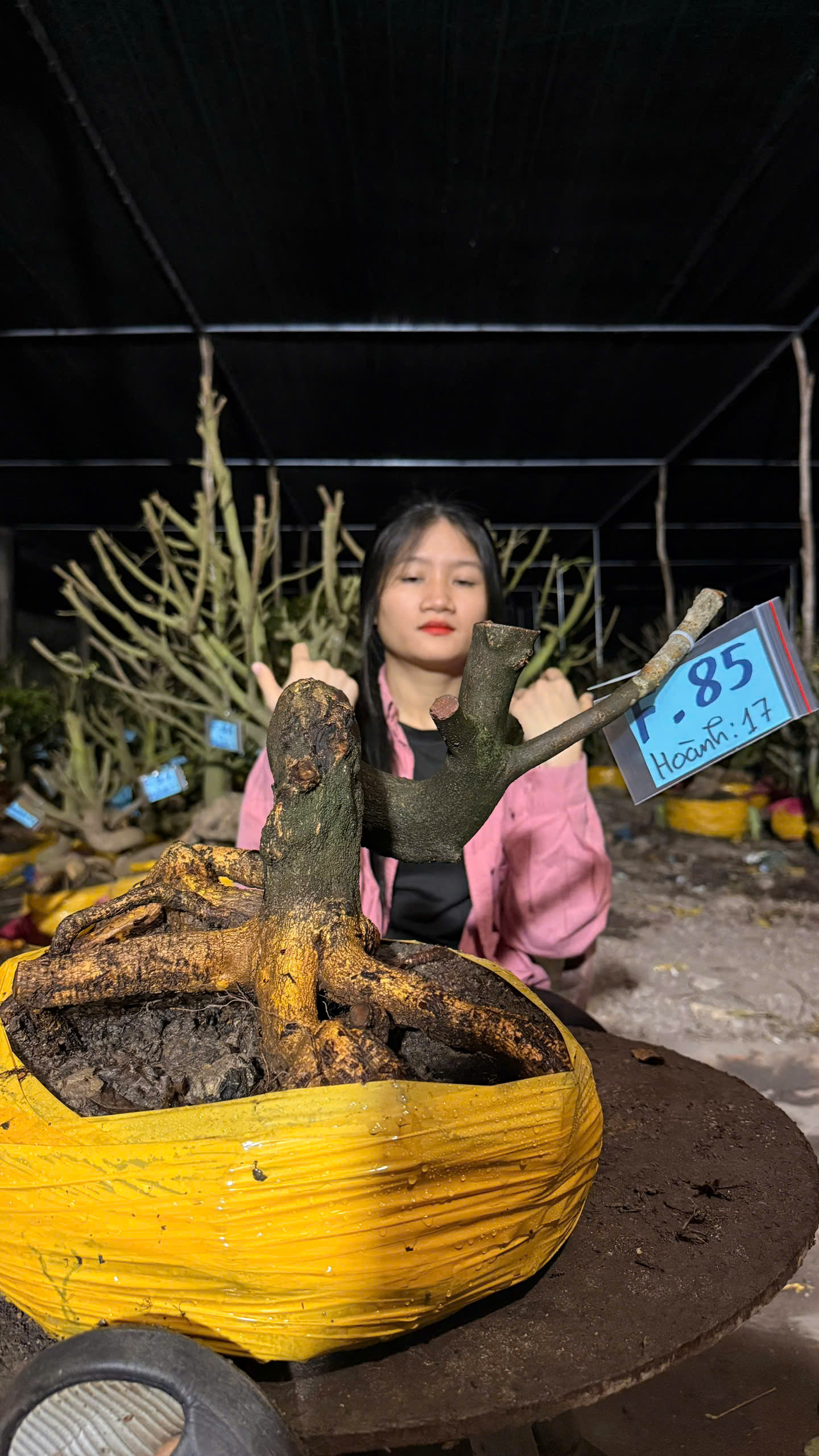 Mã F85 Mai vàng, hoành 17