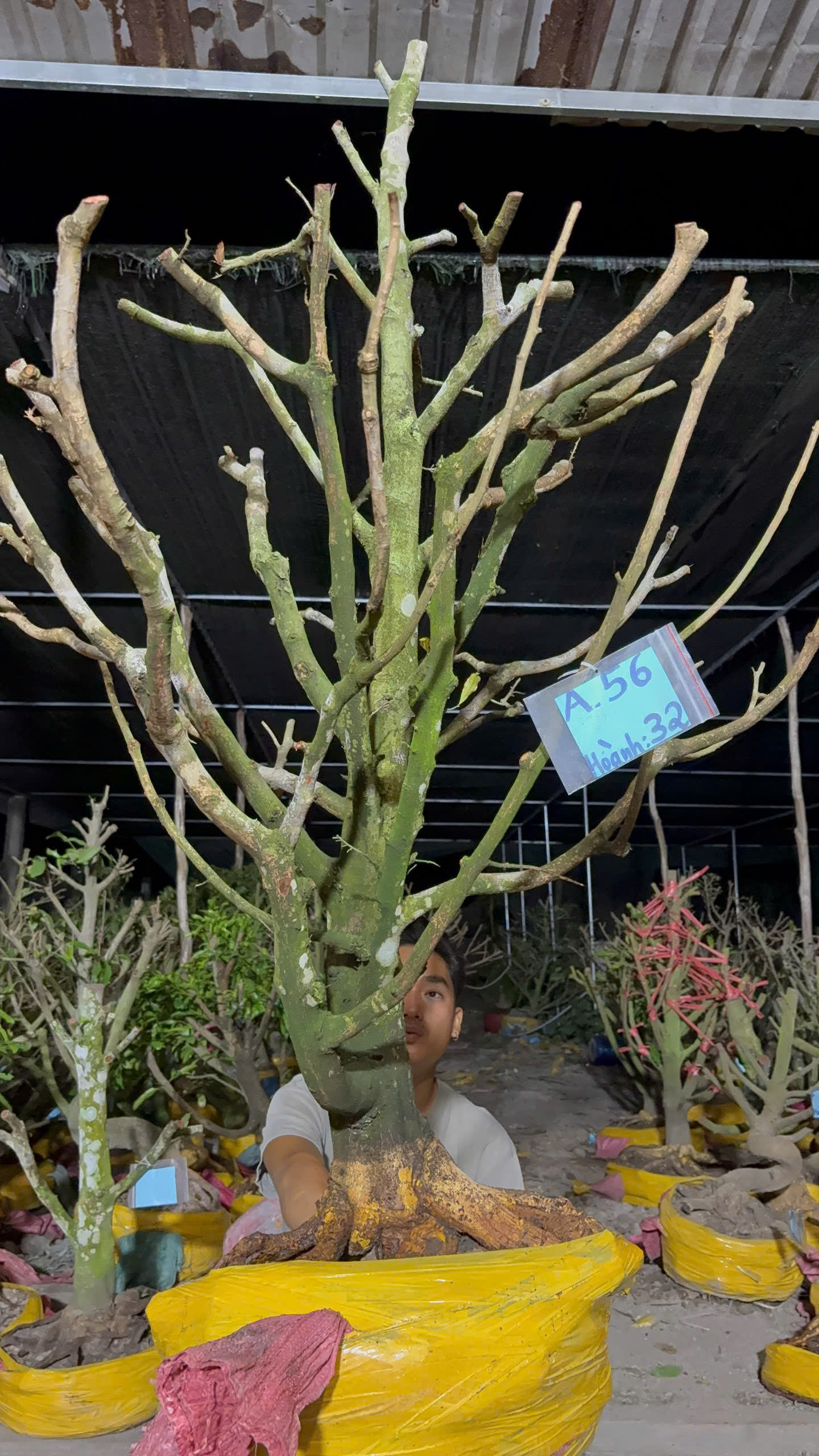 Mã A56 Mai vàng, hoành 32