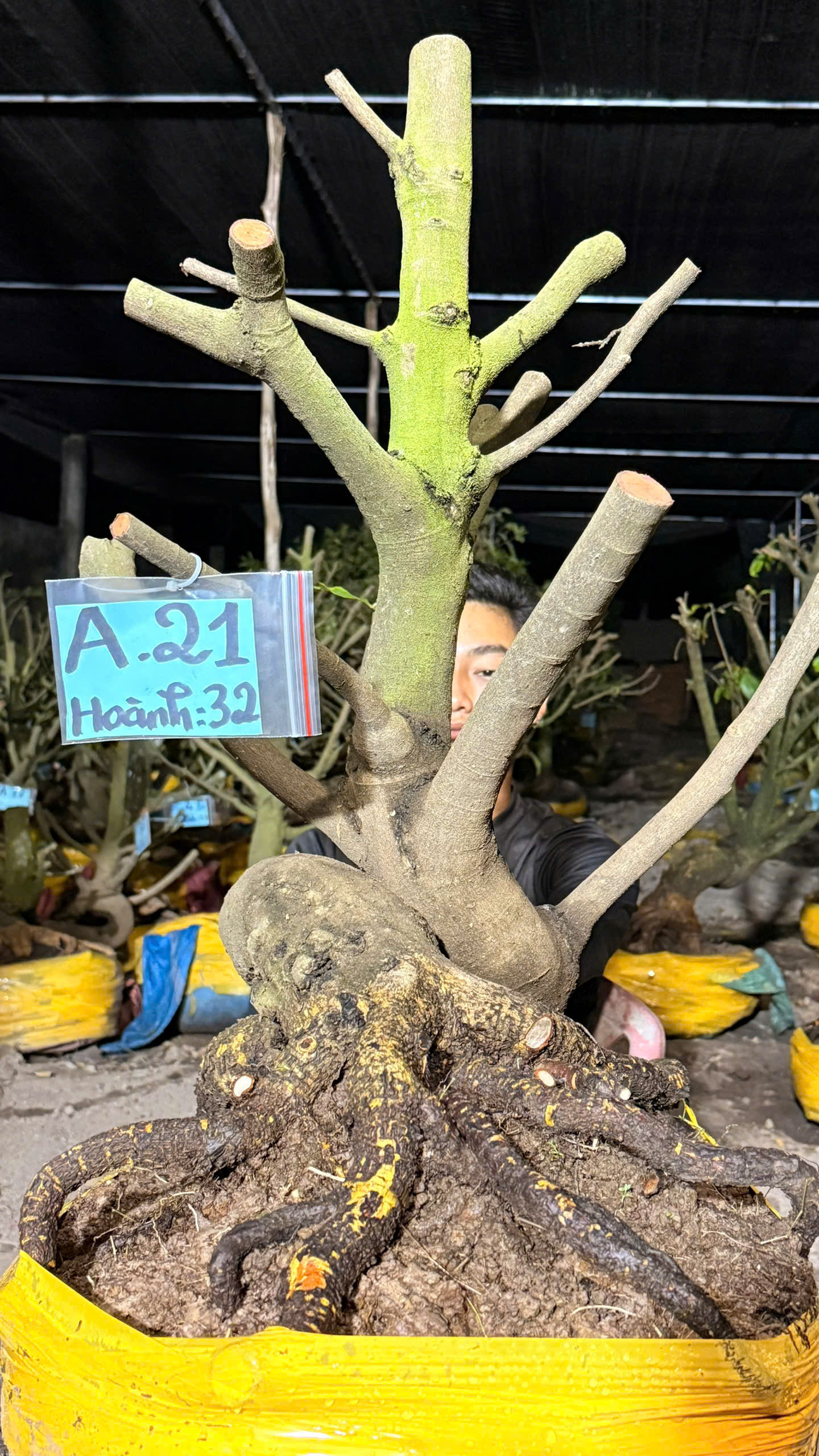 Mã A21 Mai vàng, hoành 32