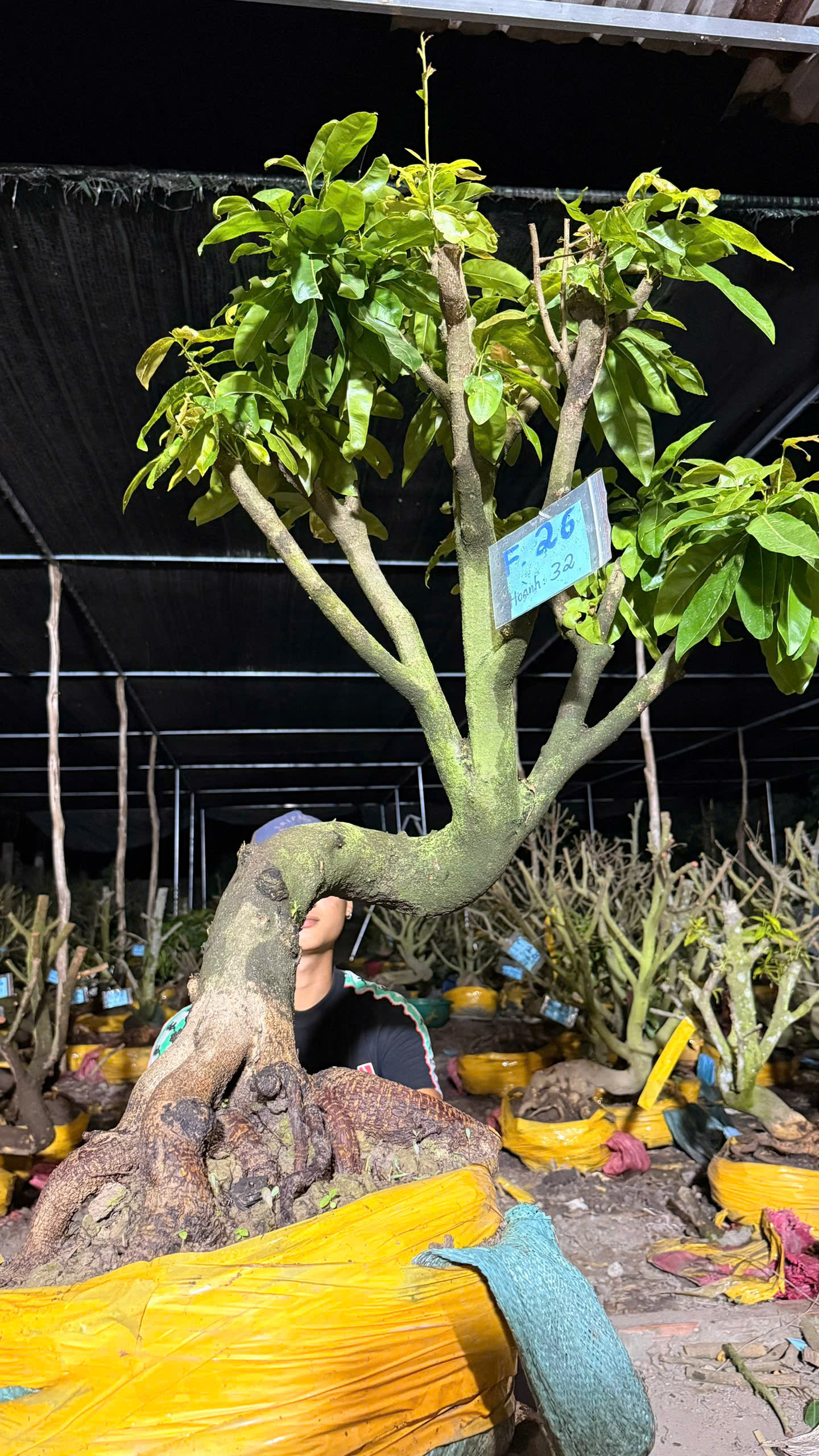 Mã F26 Mai vàng, hoành 32