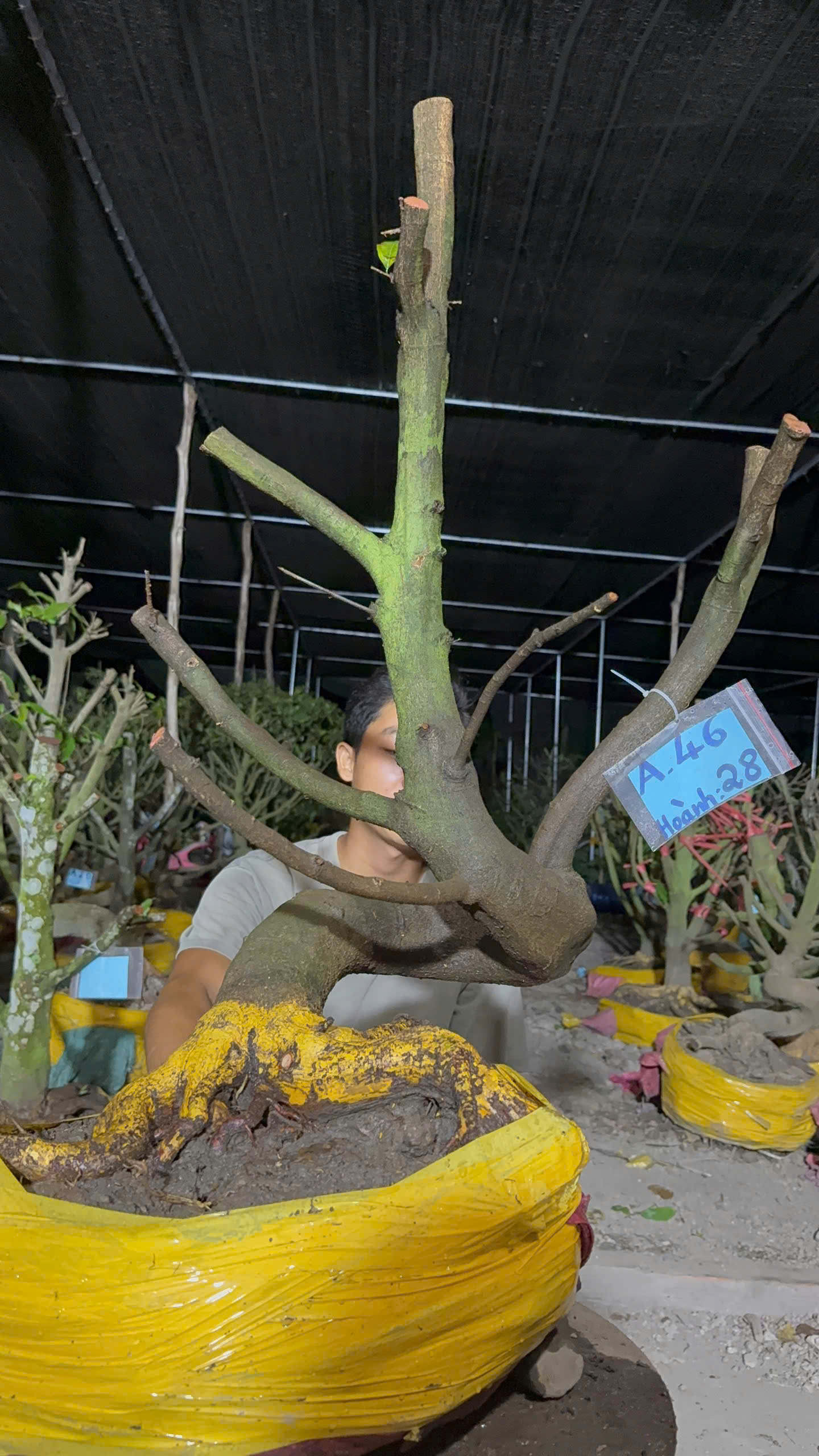 Mã A46 Mai vàng, hoành 28