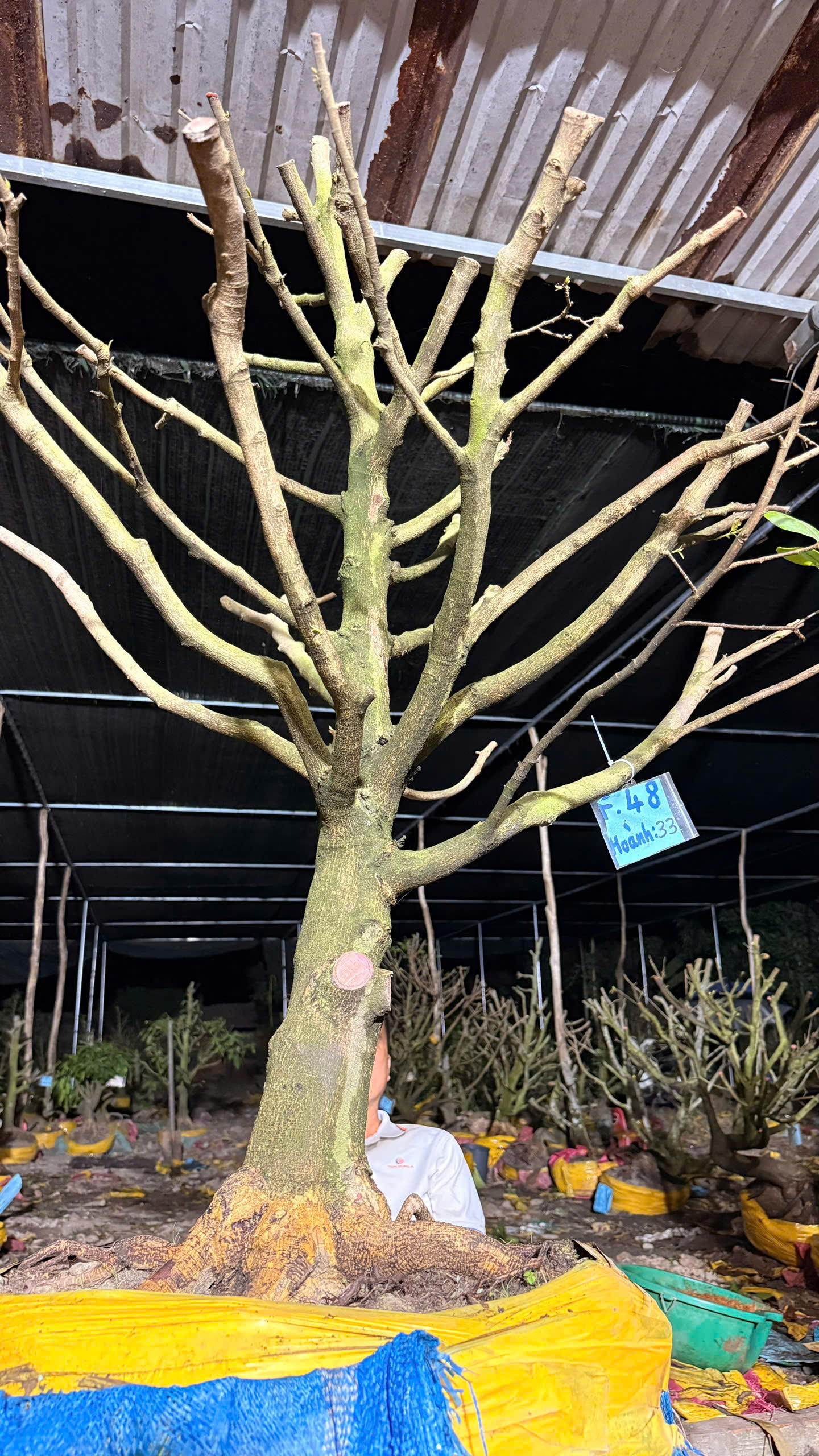 Mã F48 Mai vàng, hoành 33