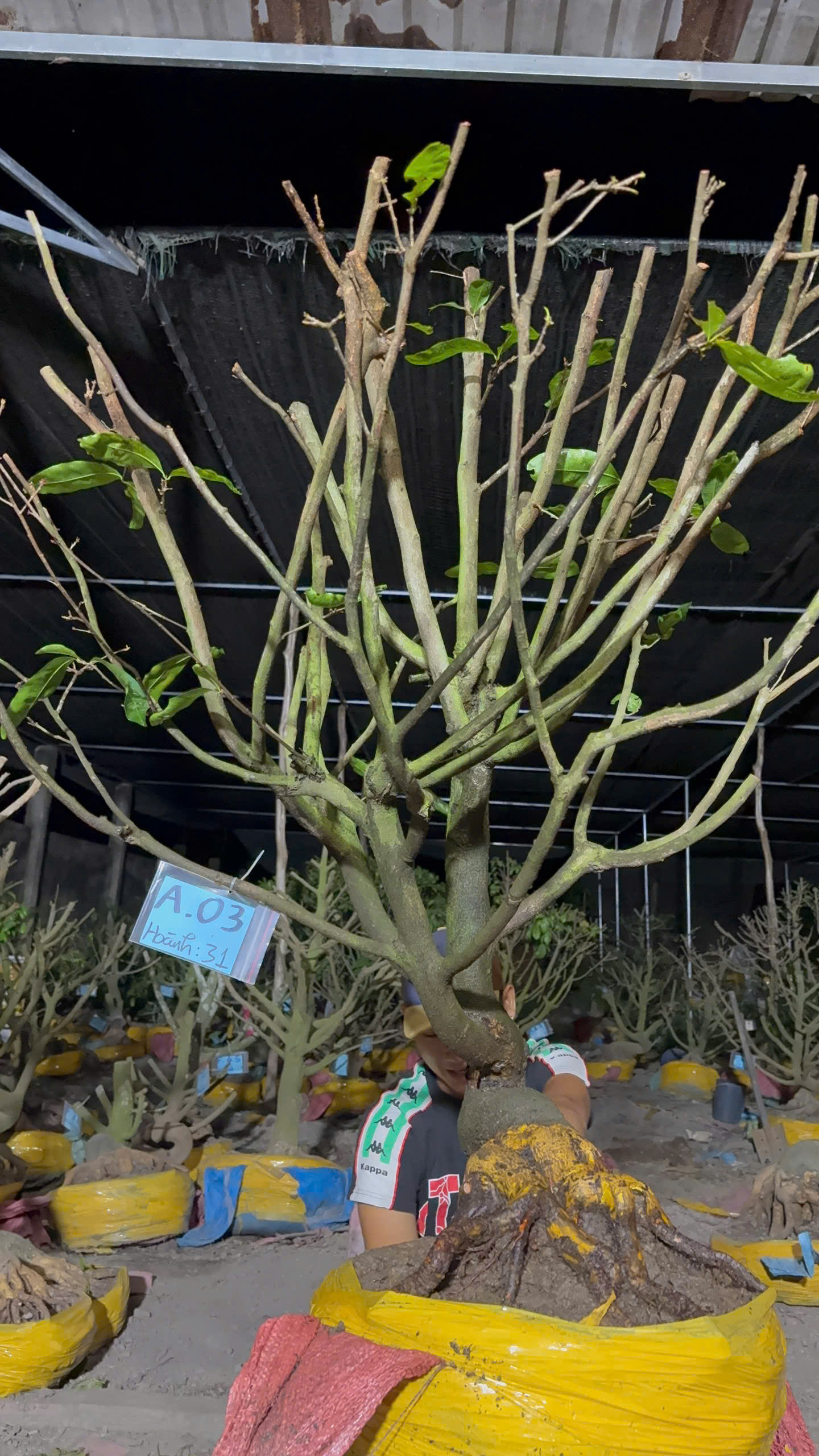 Mã A03 Mai vàng, hoành 31