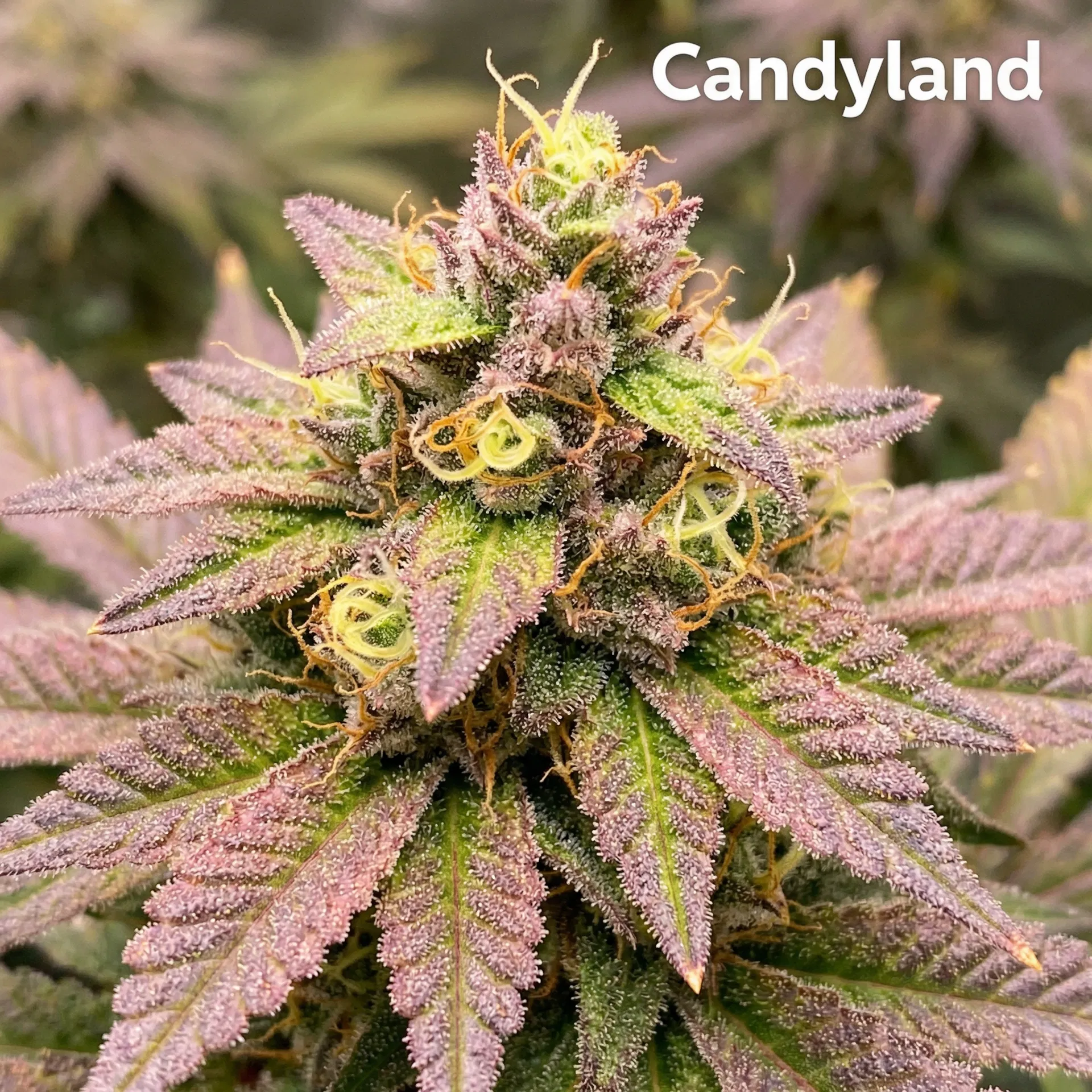 Candyland
