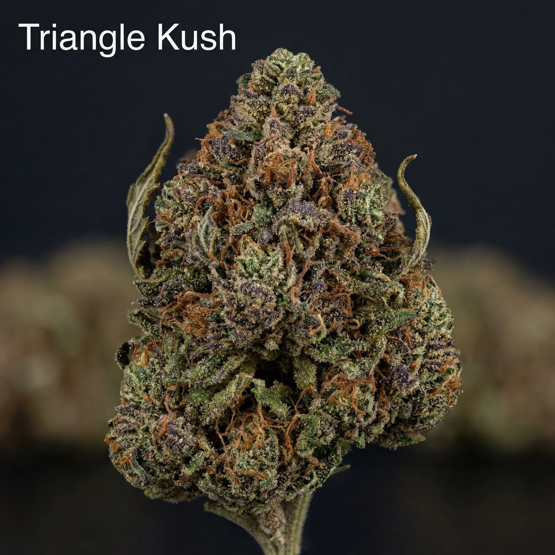 Triangle Kush