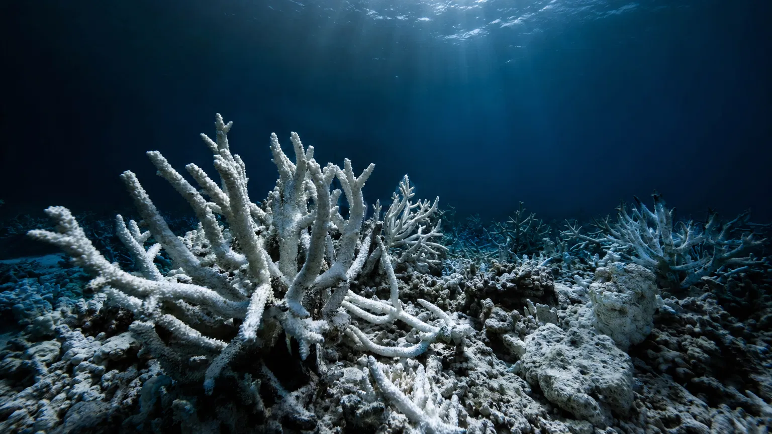 Bleached coral reef