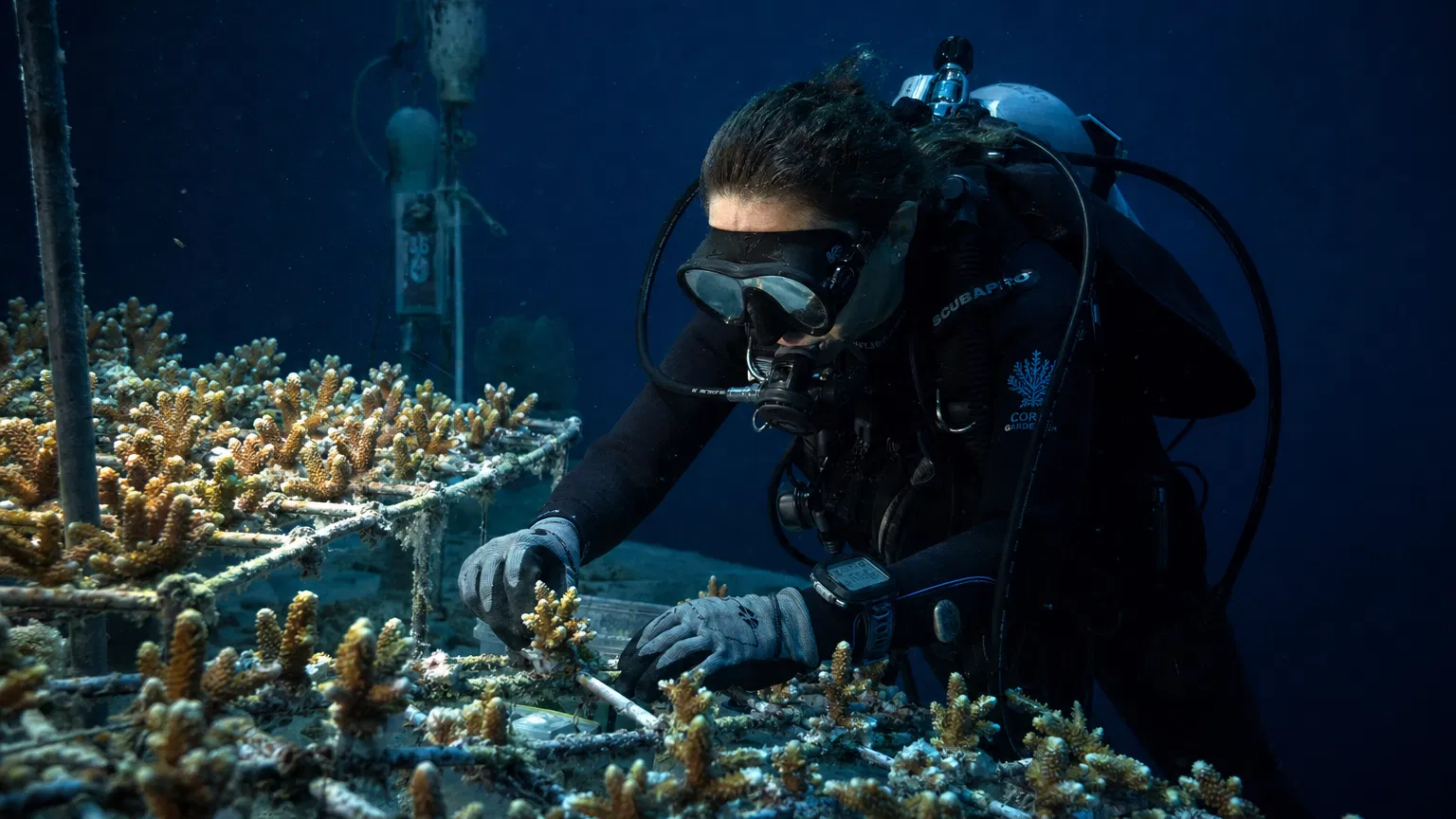 Marine scientist planting coral fragments on restoration frame underwater