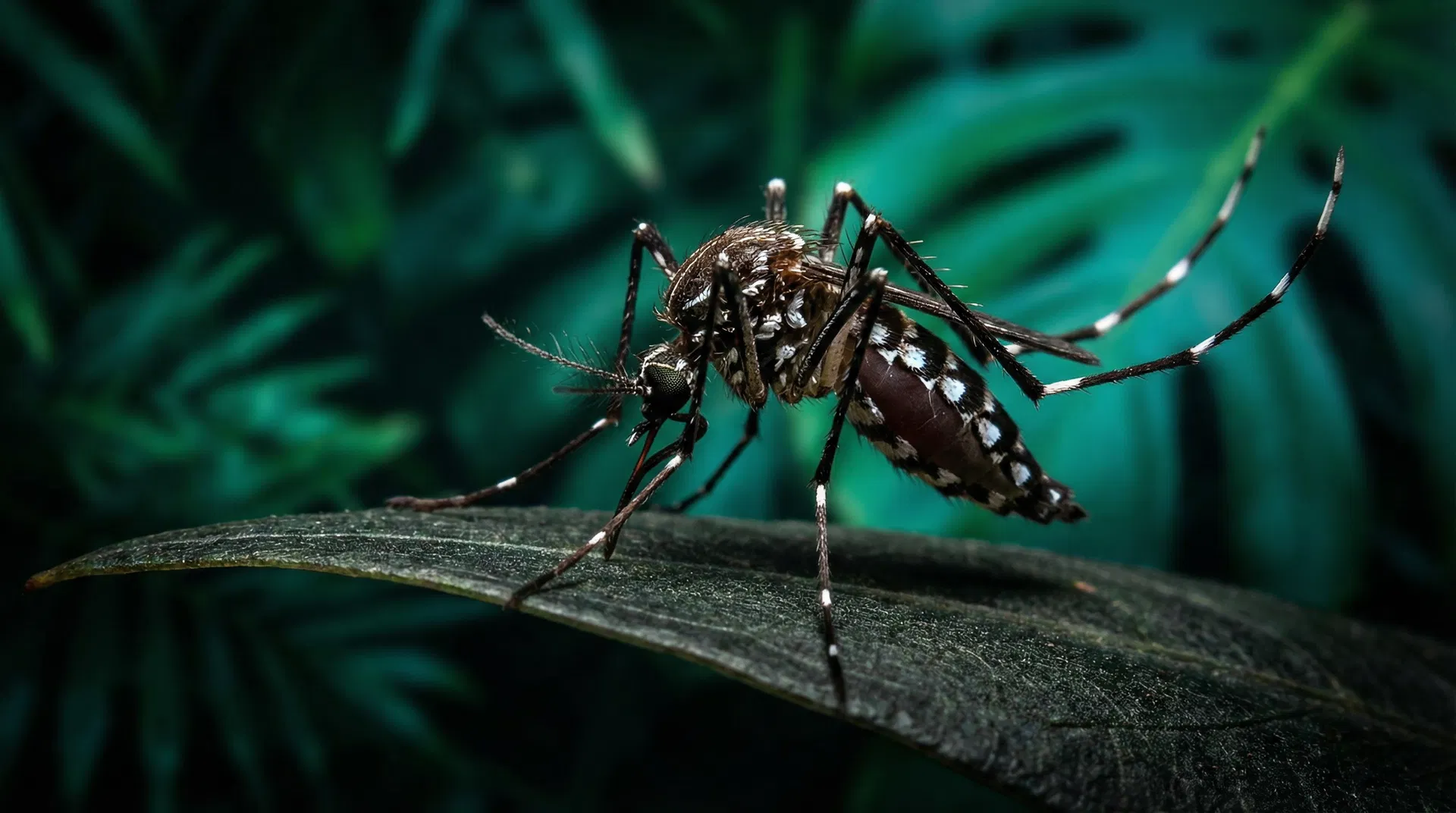 Aedes aegypti — dengue vector mosquito in the Caribbean