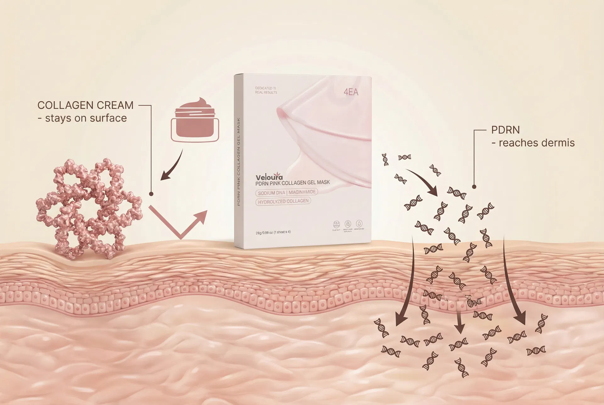 Collagen molecules sitting on skin surface vs PDRN penetrating deeply