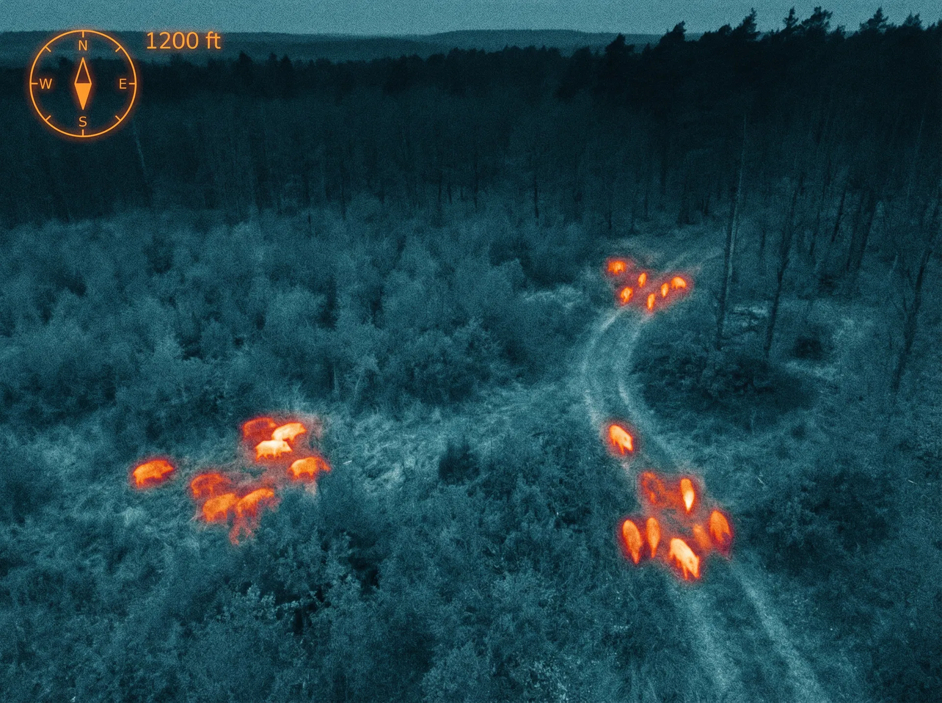 ASP-Bekämpfung – Thermografie-Drohne im Waldeinsatz