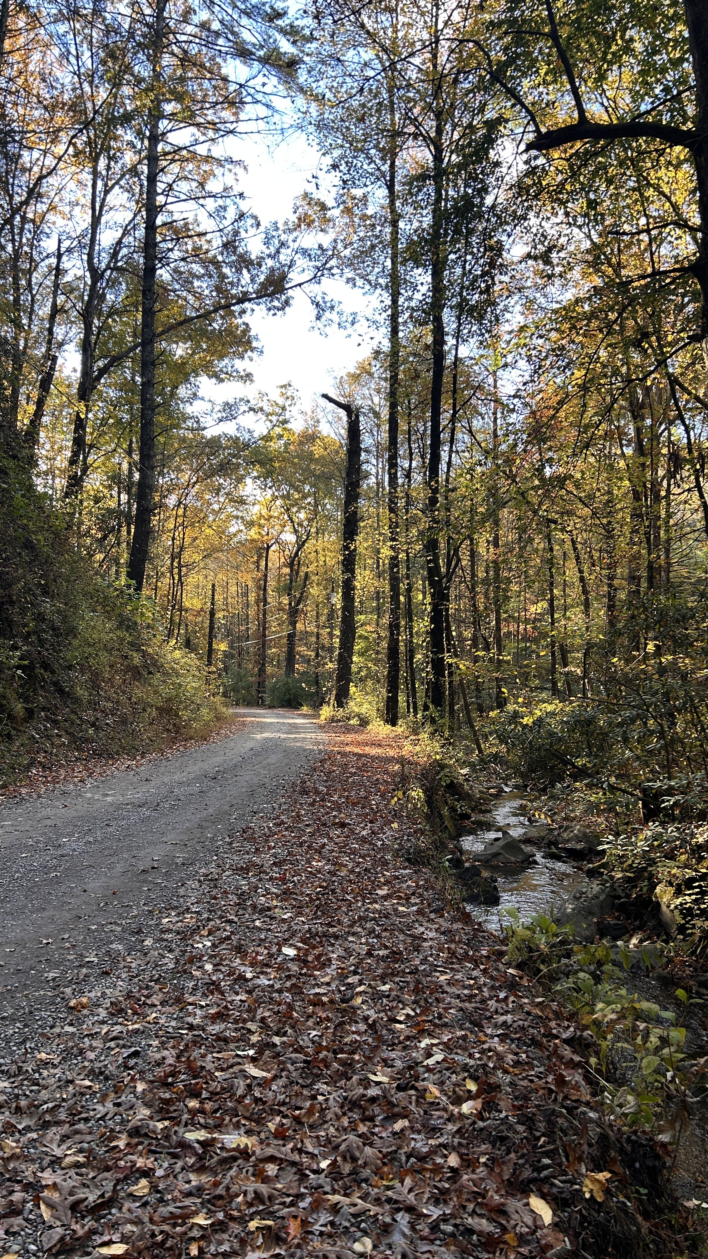 On forest road, surrounded by USFS land 