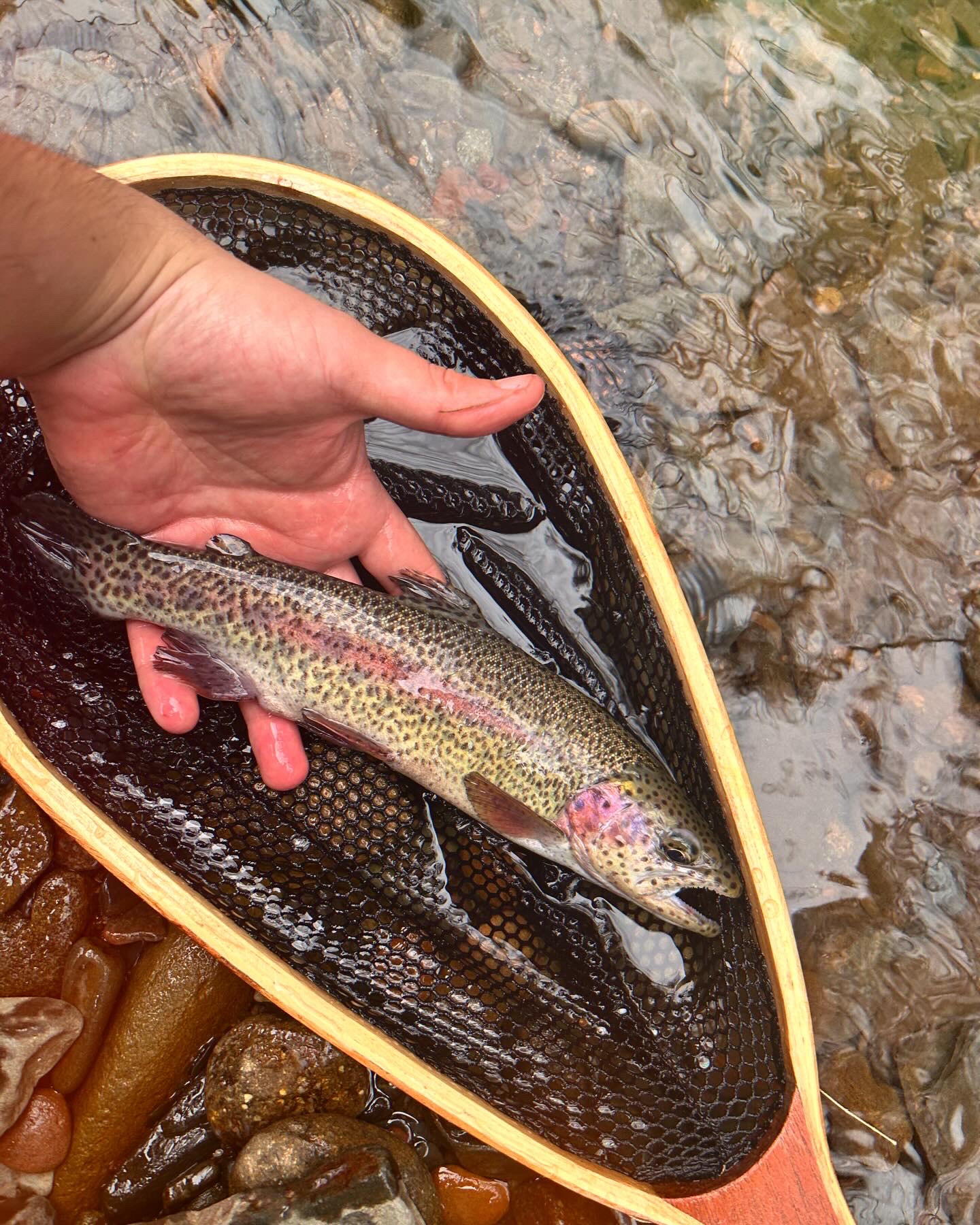 Wild and stocked trout abound 