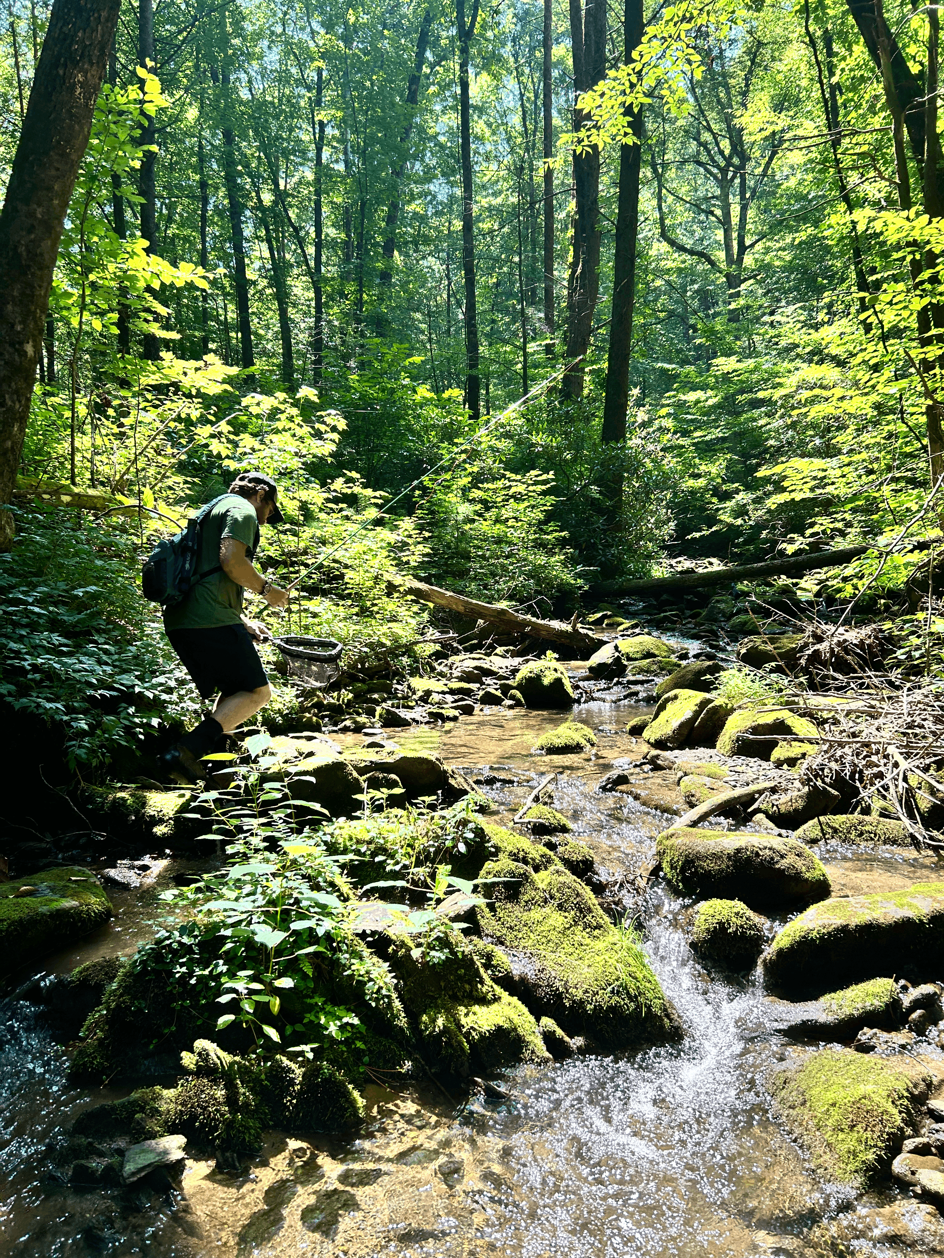 Holly Creek Headwaters