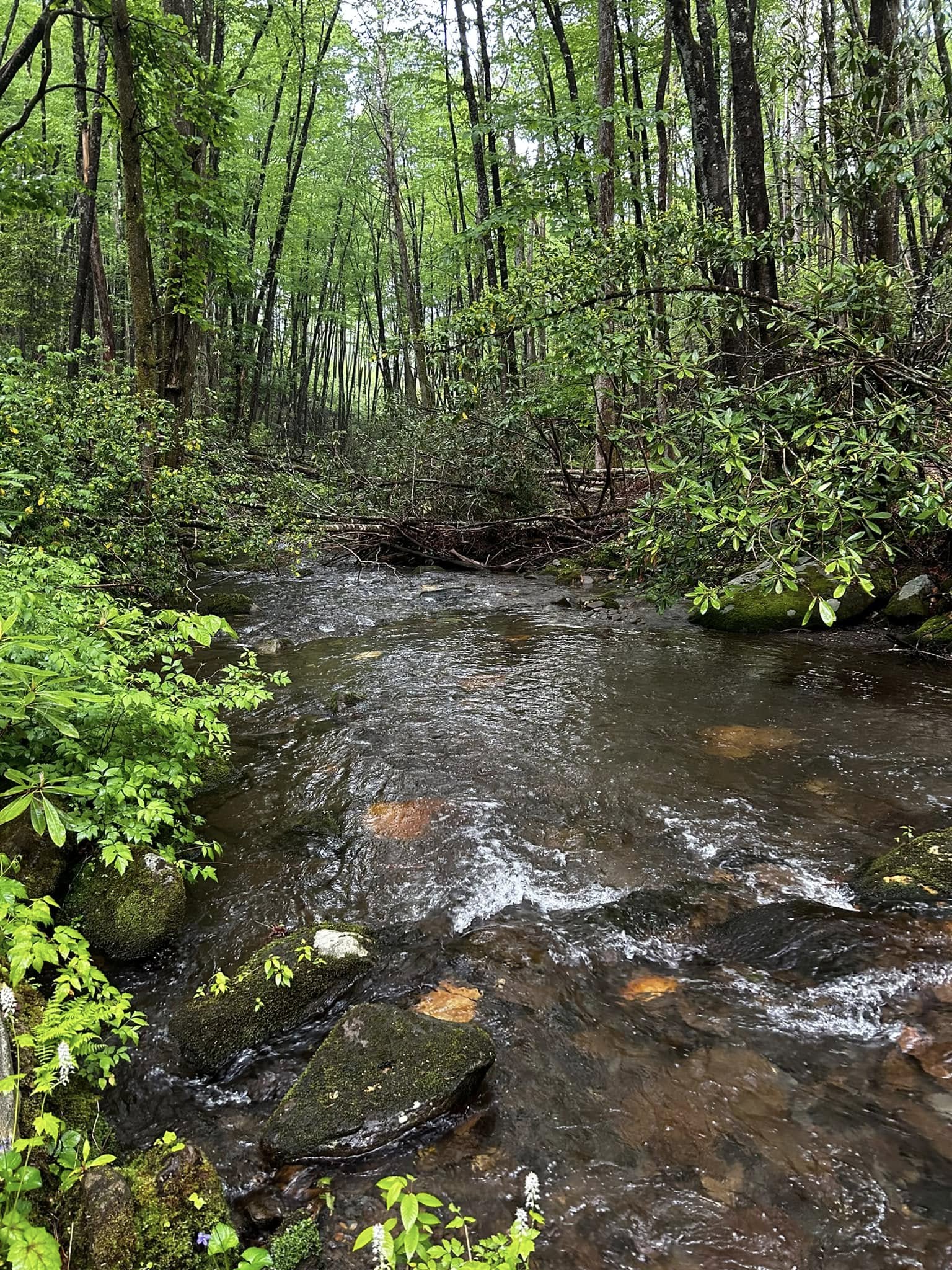 Holly Creek Trout Fishing: The Cold-Water Corner Most People Misunderstand