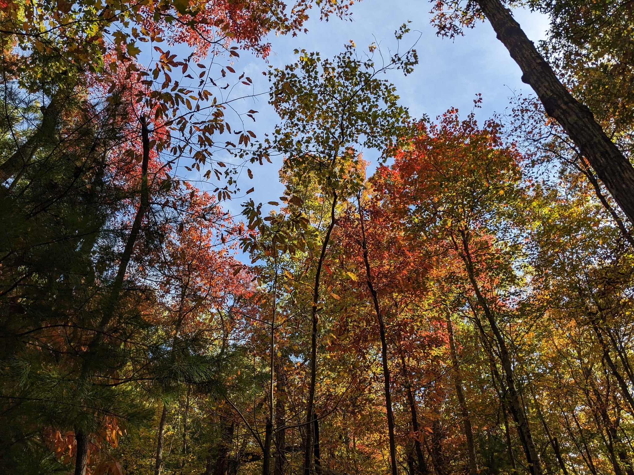 Bear Creek Overlook in the Cohutta Wilderness in autumn
