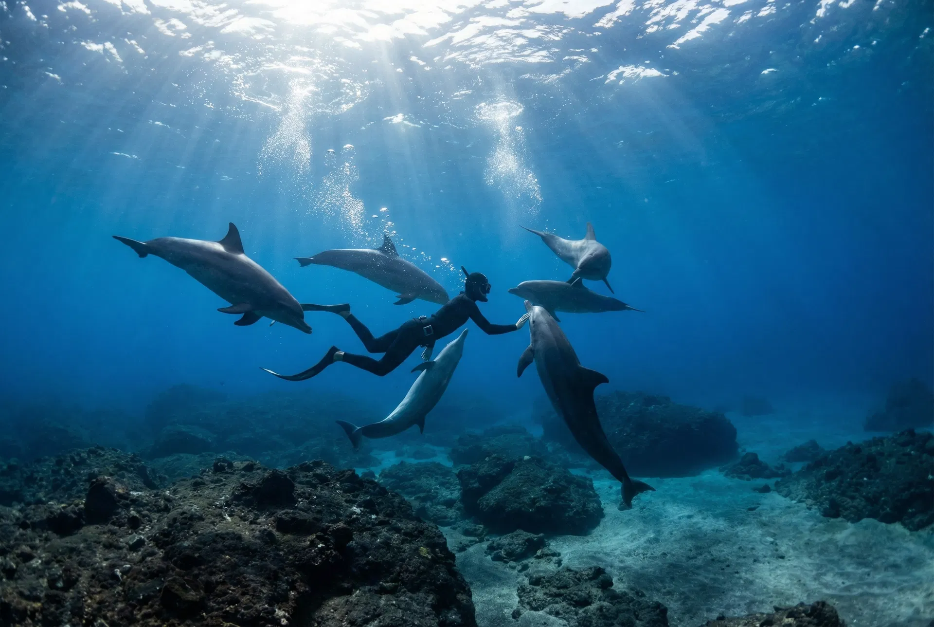 自由潛水與海豚