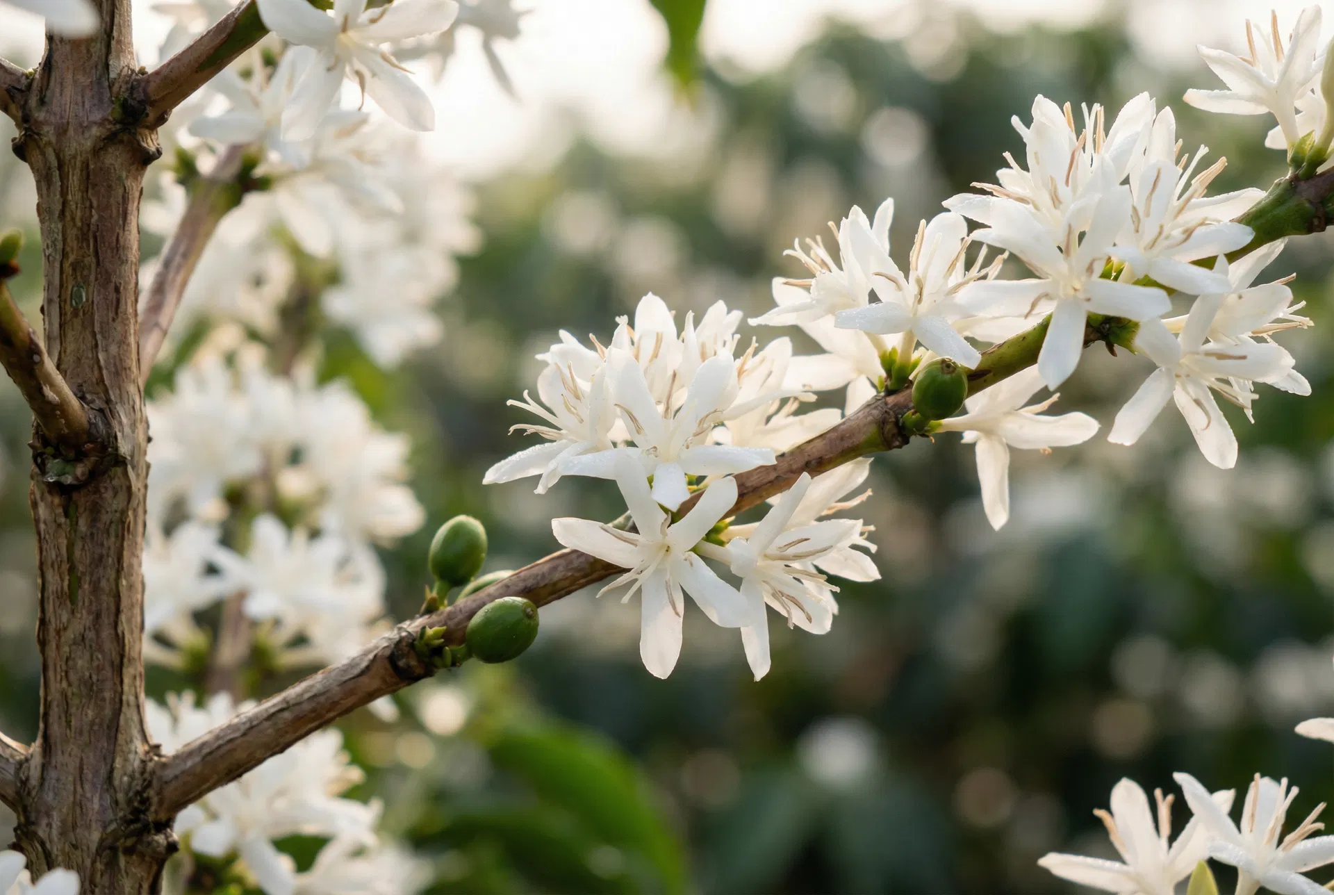 White coffee tree blossoms in full bloom
