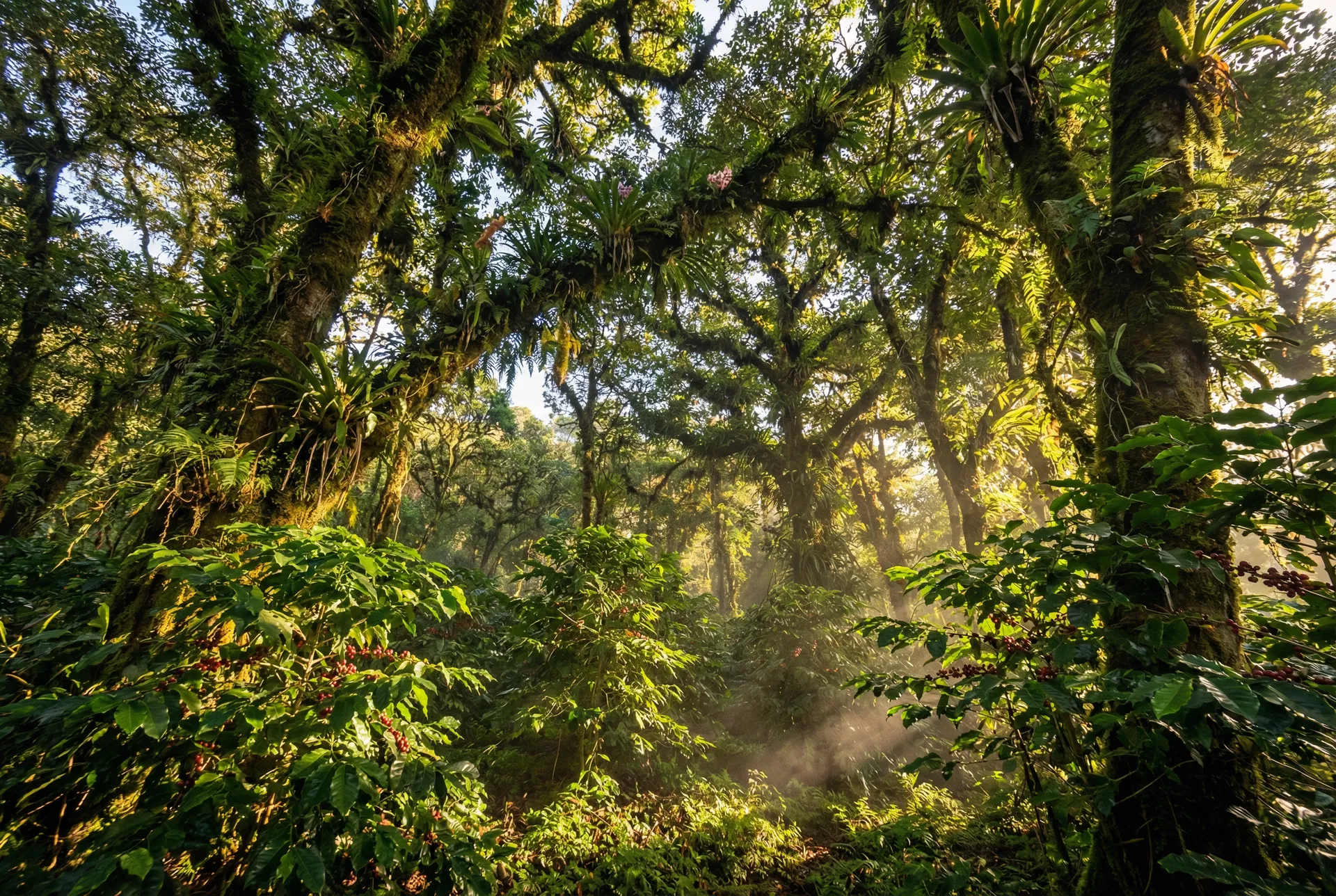Shade-Grown Canopy