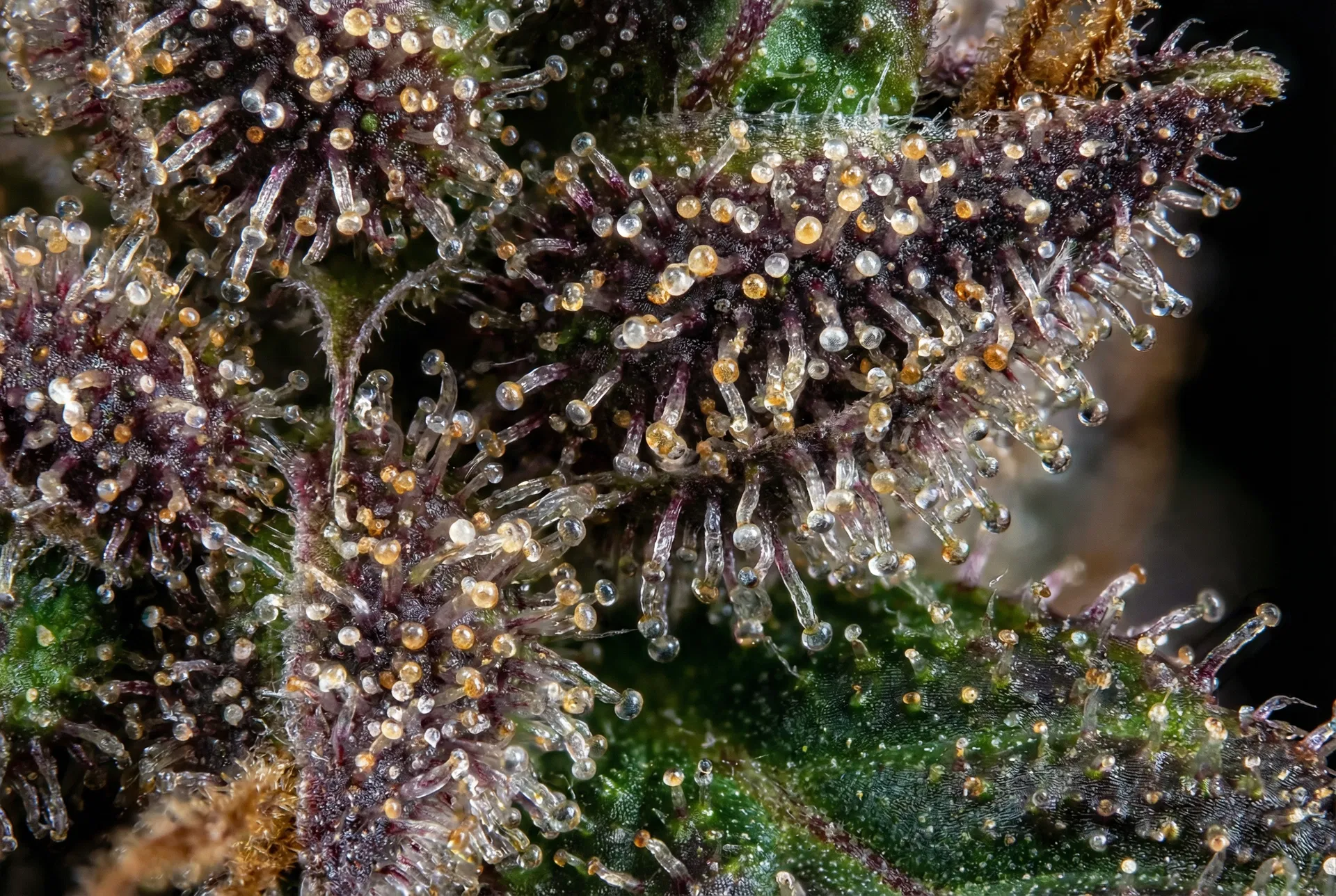 Terpene Architecture