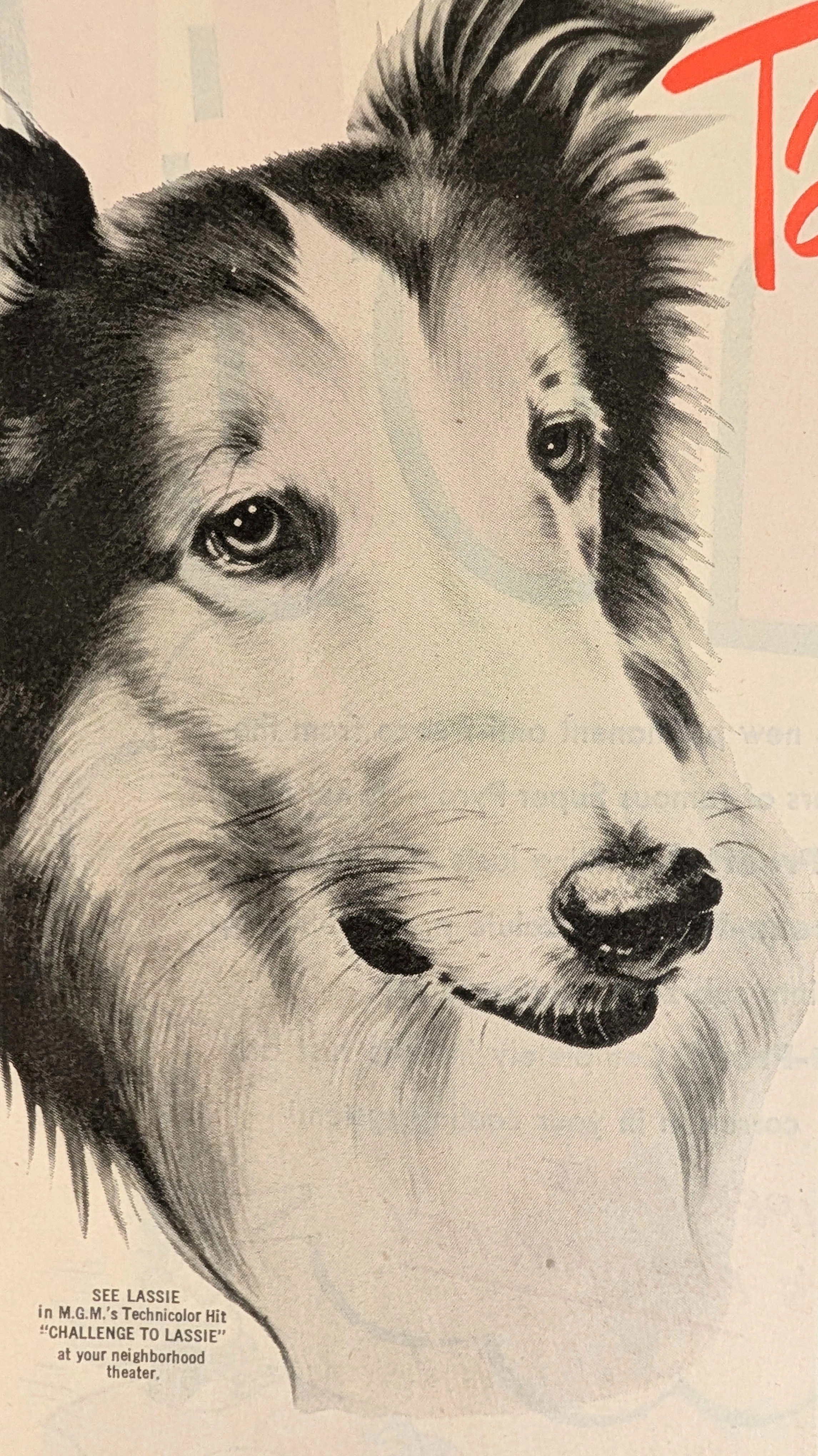 1949 Red Heart Dog Food Lassie Vintage Advertisement — Thumbnail 7