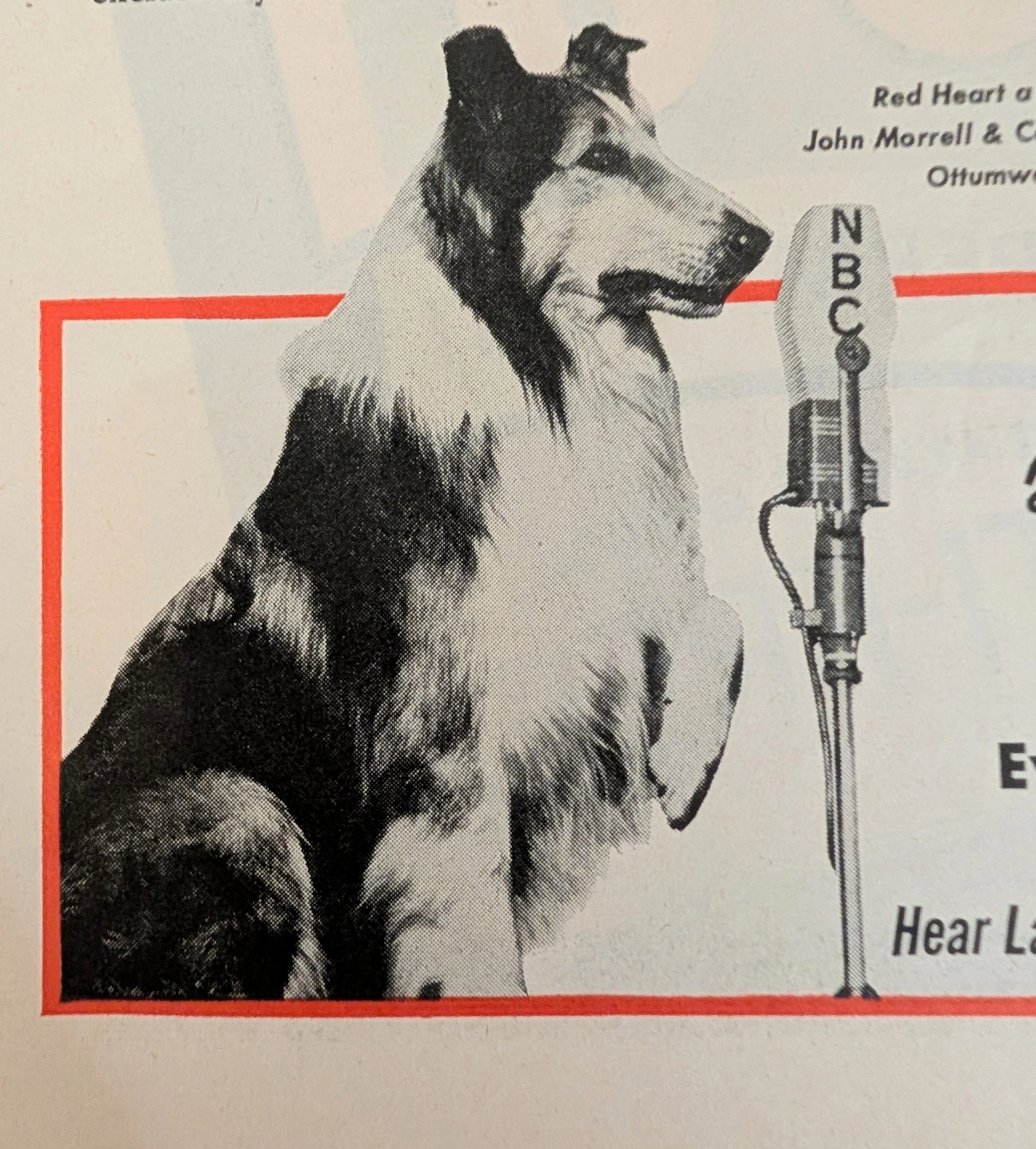 1949 Red Heart Dog Food Lassie Vintage Advertisement — Thumbnail 5