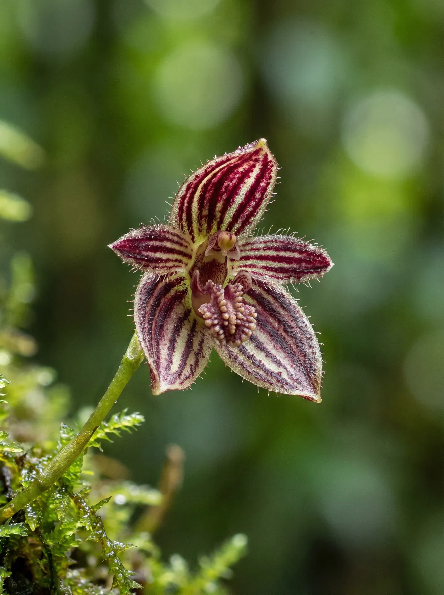 Close-up of a Pleurothallid orchid