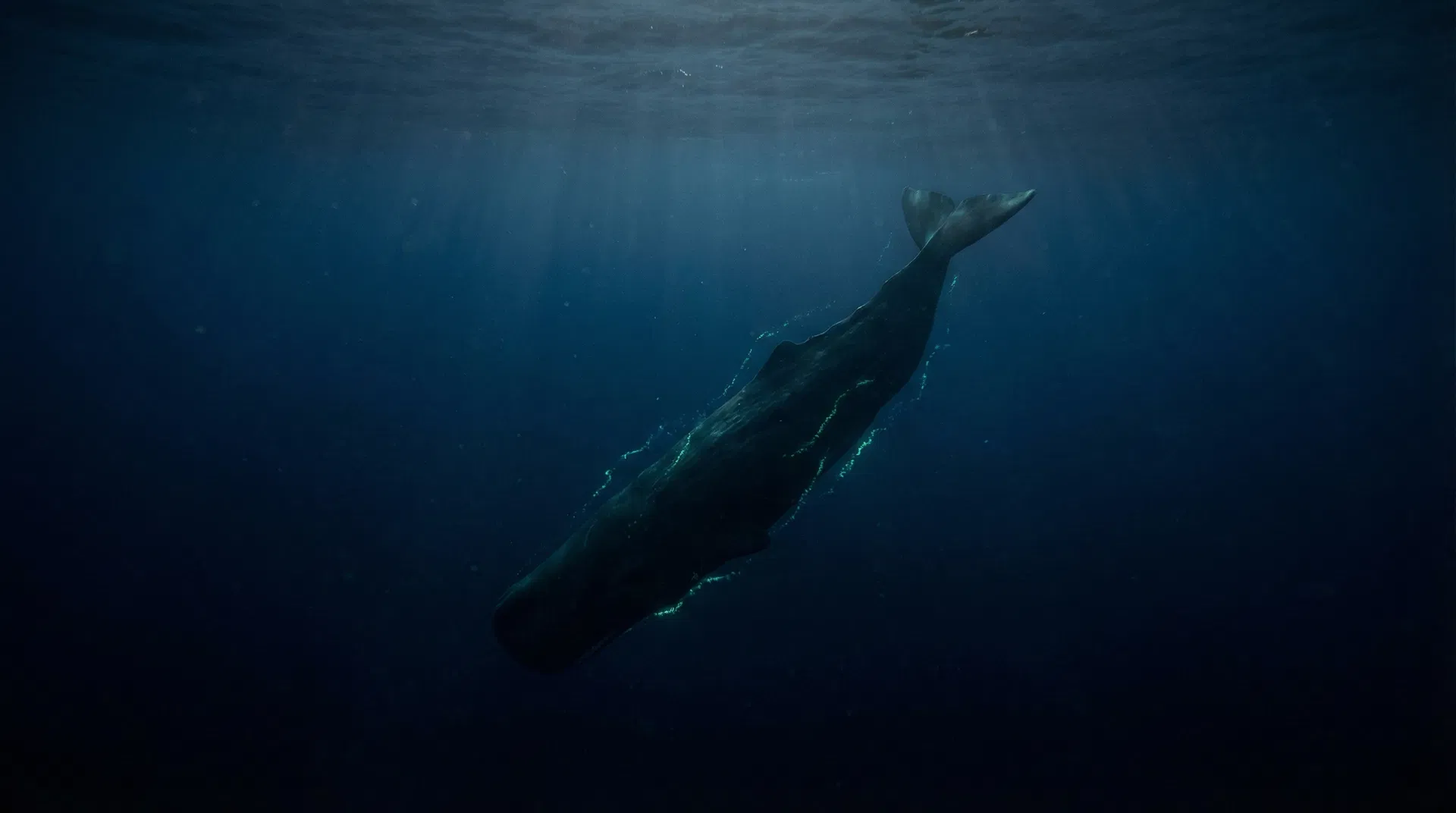 マッコウクジラ