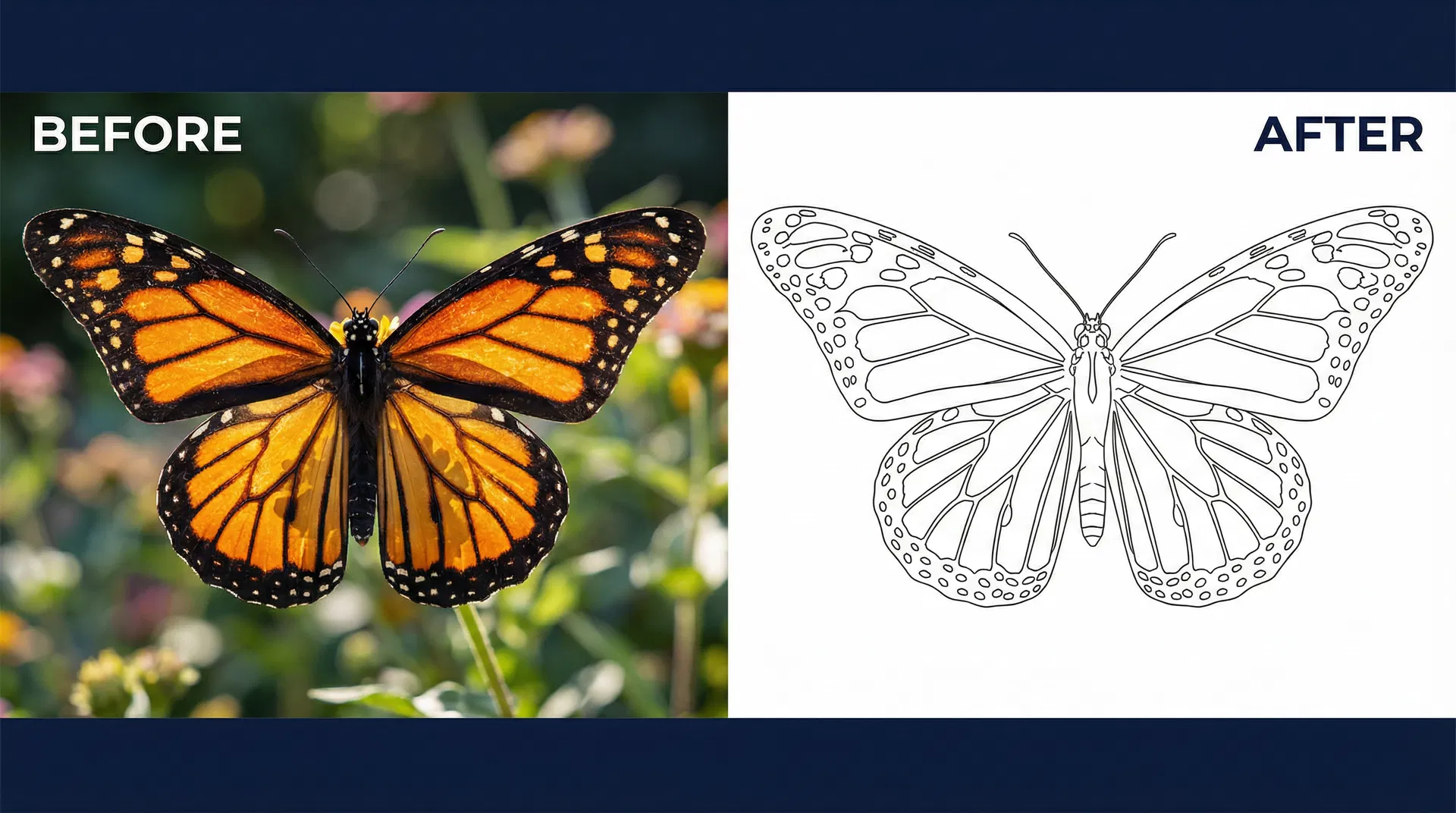 פרפר — דפוסי כנפיים