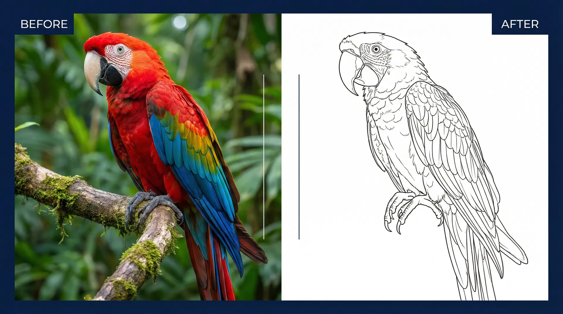 תוכי — פרטי נוצות