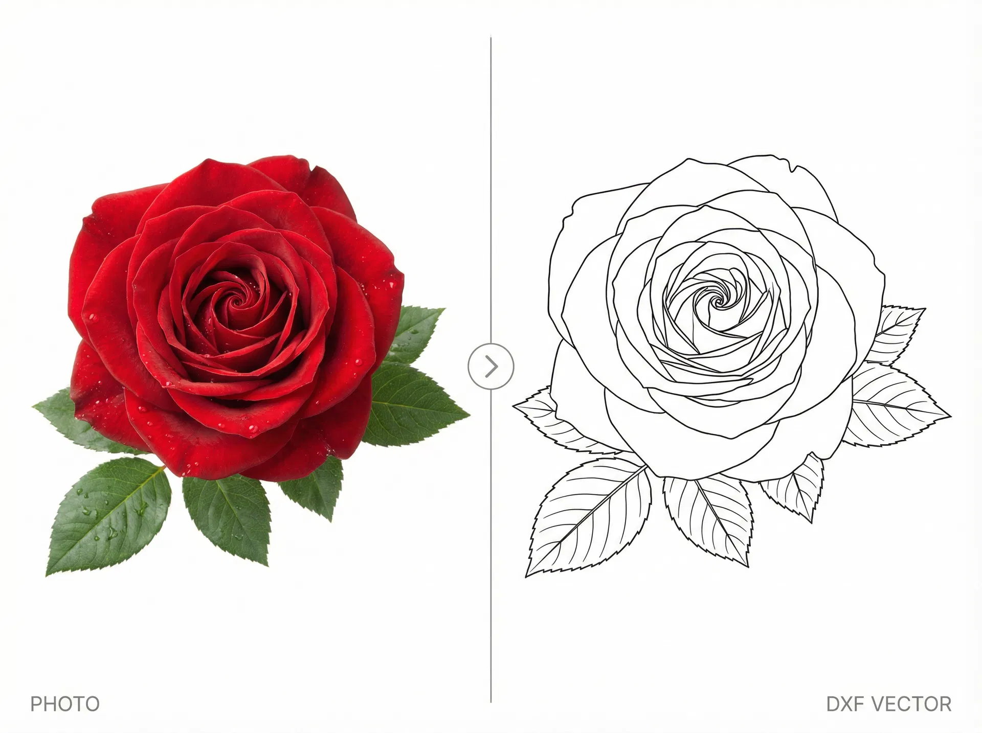 Rose flower photo to DXF vector