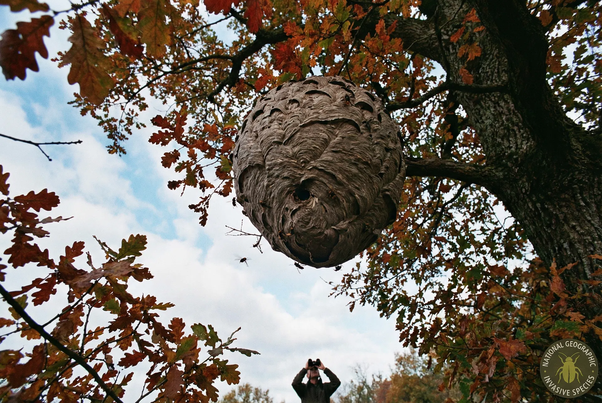 Nid de frelon asiatique dans un arbre