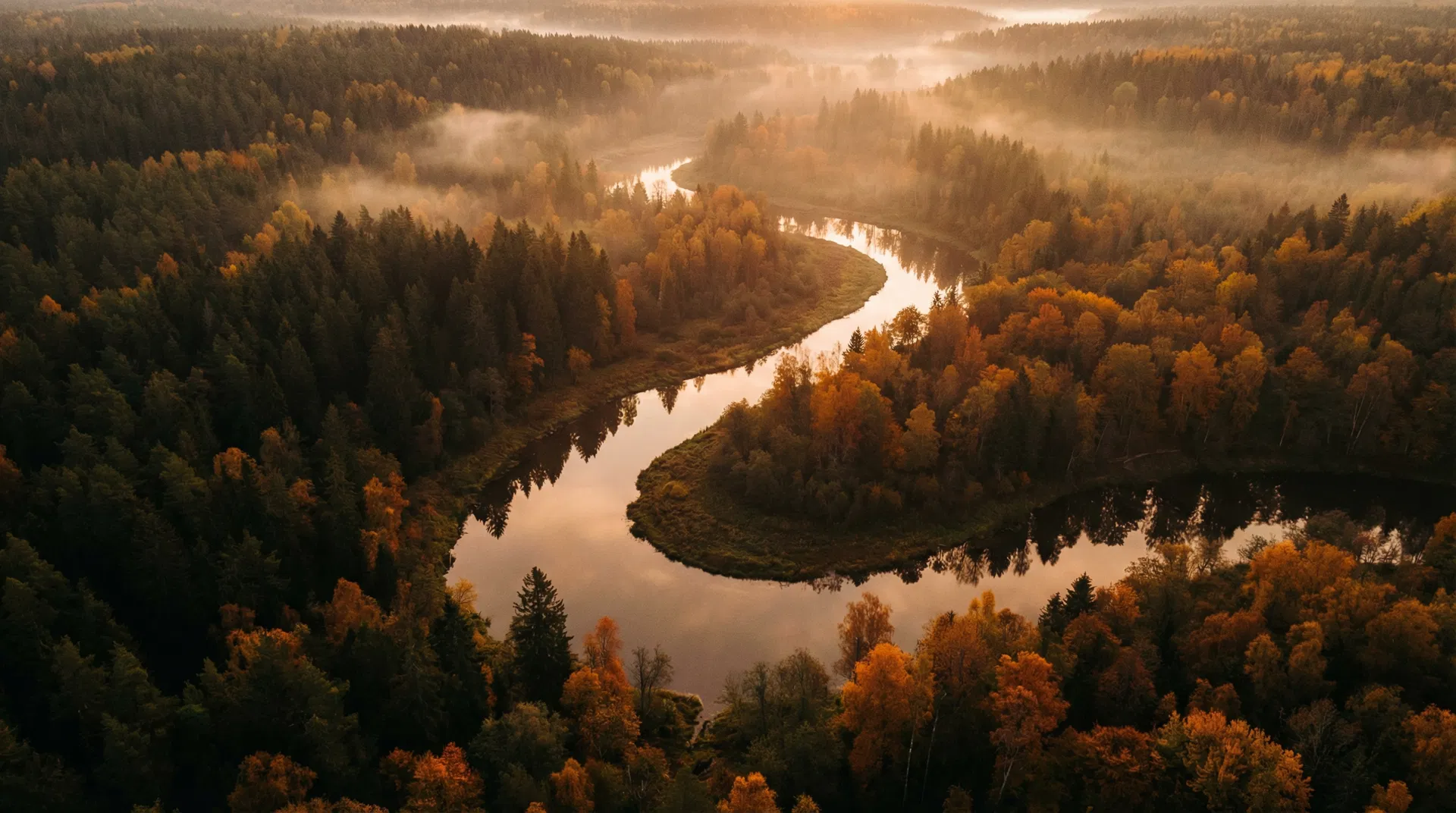Sunlight filtering through trees in nature — representing healing and renewal