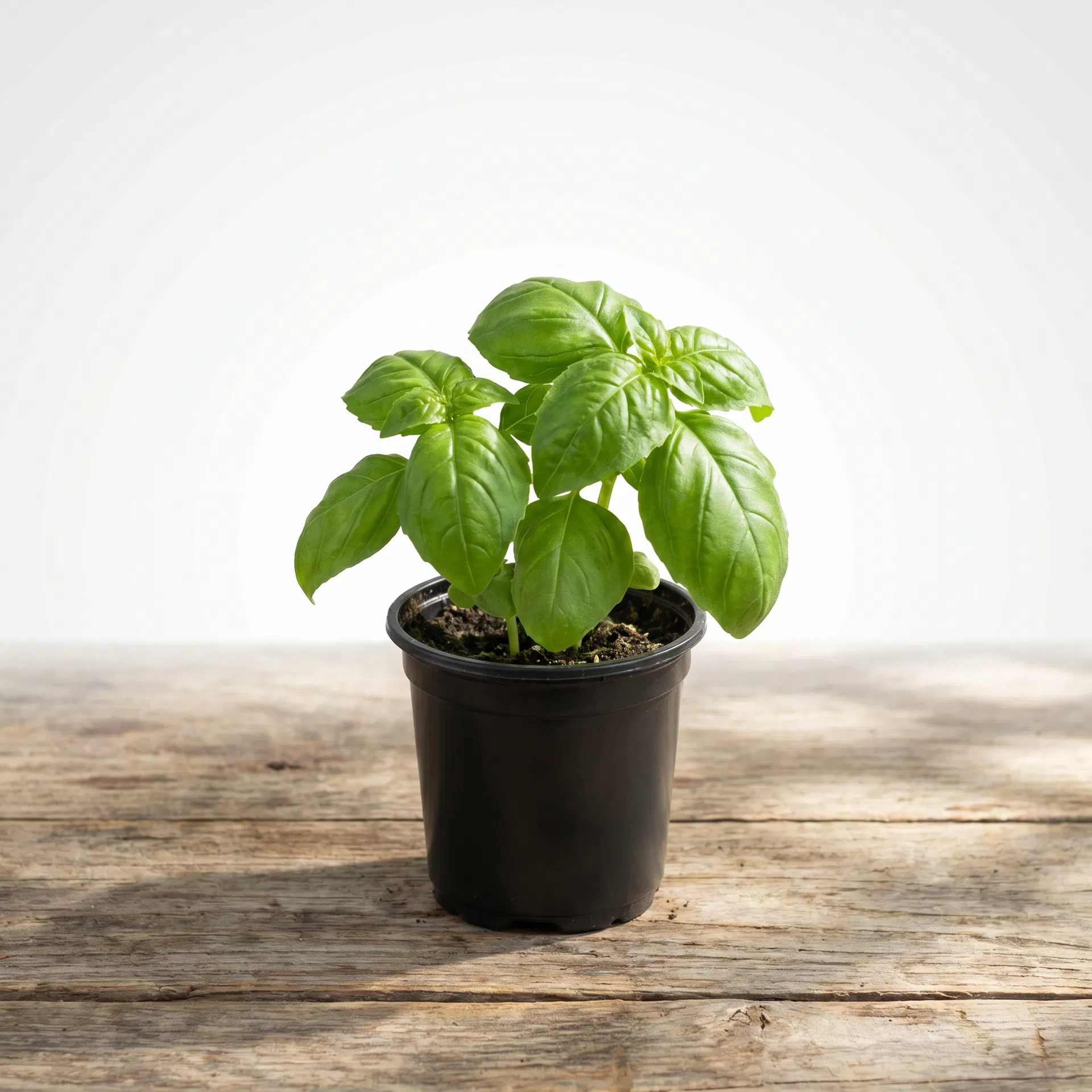Sweet Basil