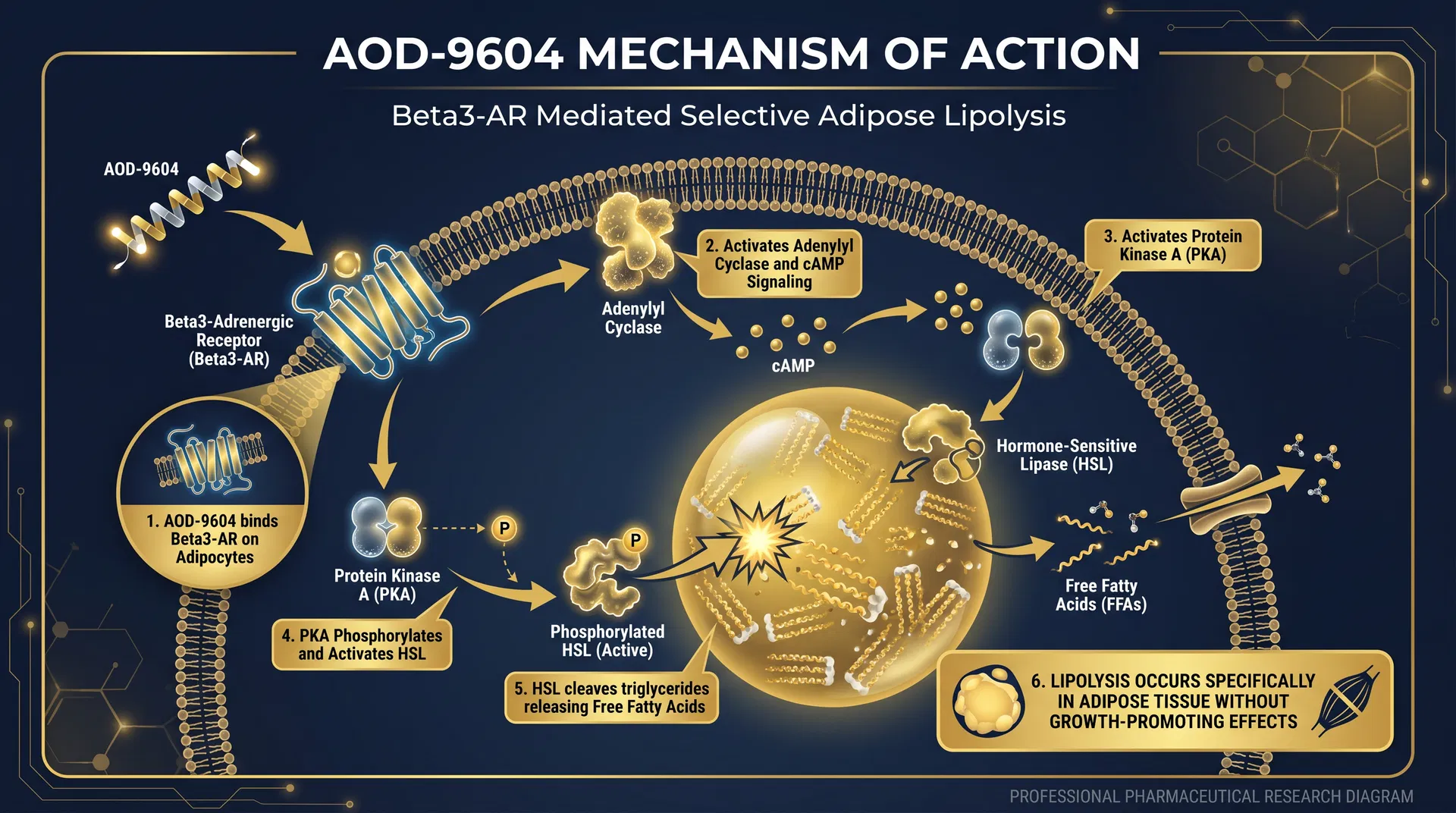 AOD-9604 mechanism of action diagram — Lipolytic hGH Fragment & Fat Metabolism Regulation