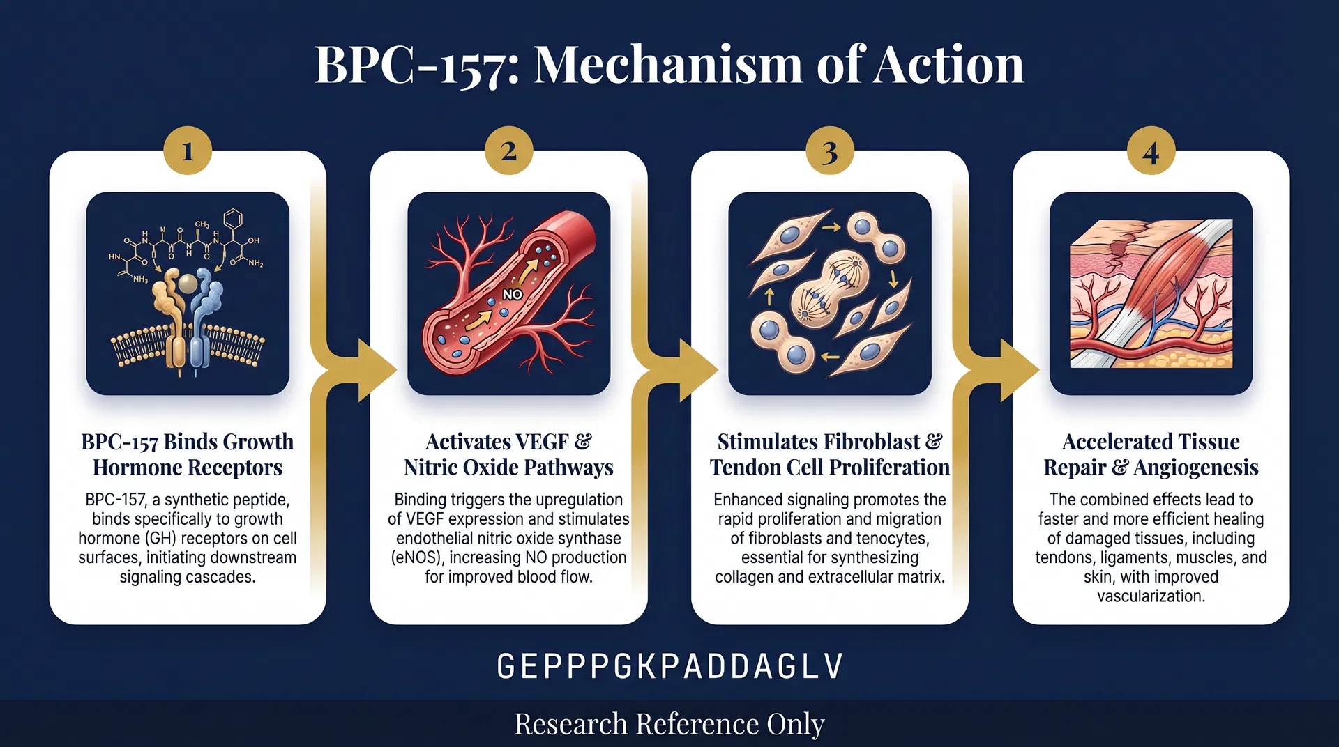BPC-157 mechanism of action diagram — Tissue Repair & Angiogenic Signaling