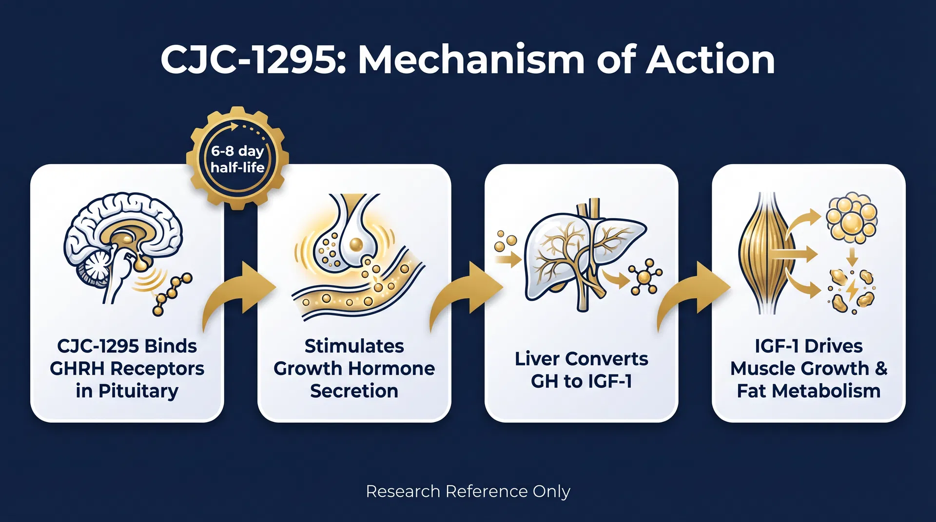 CJC-1295 mechanism of action diagram — Growth Hormone Secretagogue & IGF-1 Axis Activation