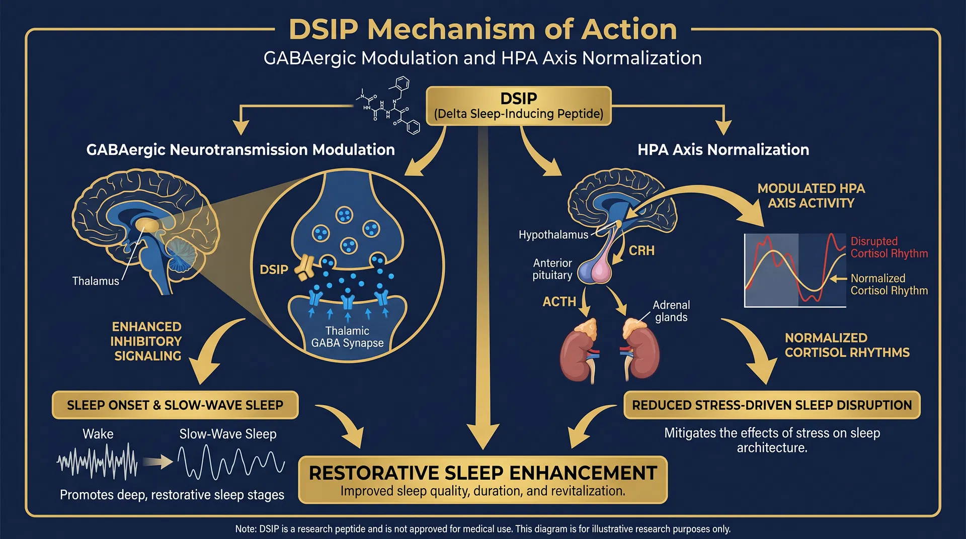 DSIP mechanism of action diagram — Sleep Architecture Modulation & Neuroendocrine Regulation