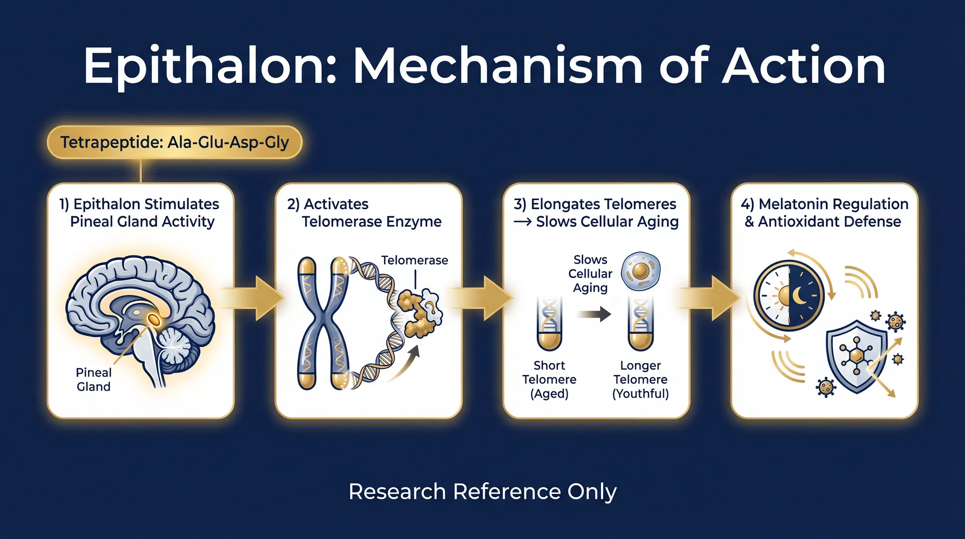 Epithalon mechanism of action diagram — Telomerase Activation & Epigenetic Anti-Aging