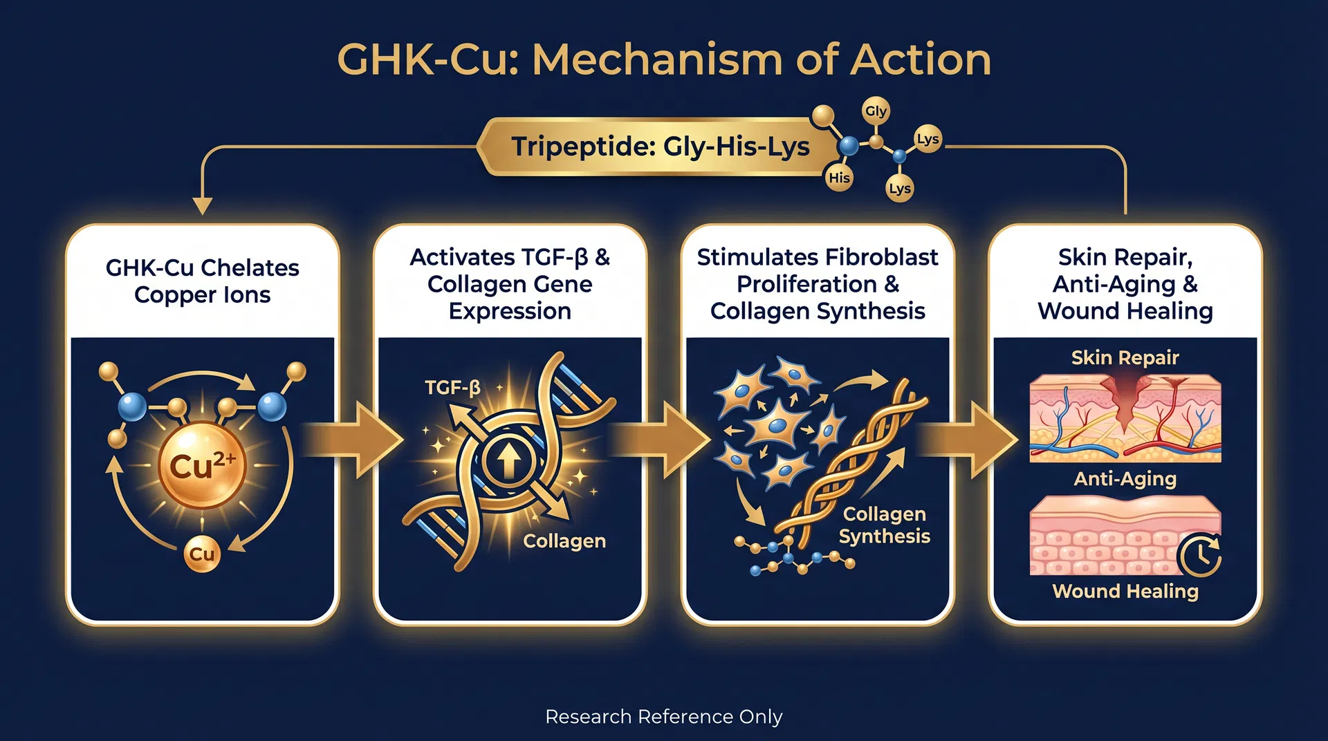GHK-Cu mechanism of action diagram — Collagen Synthesis & Matrix Remodeling