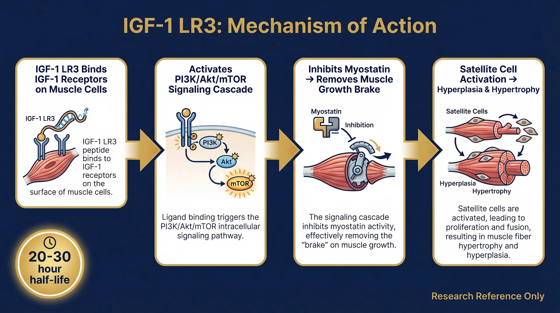 IGF-1 LR3 mechanism of action diagram — PI3K/Akt & MAPK Anabolic Signaling