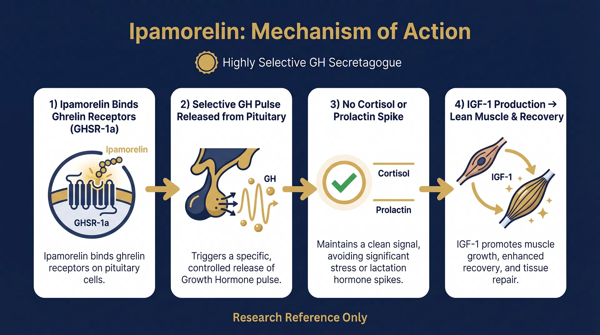 Ipamorelin mechanism of action diagram — Selective Growth Hormone Secretagogue Receptor Agonism
