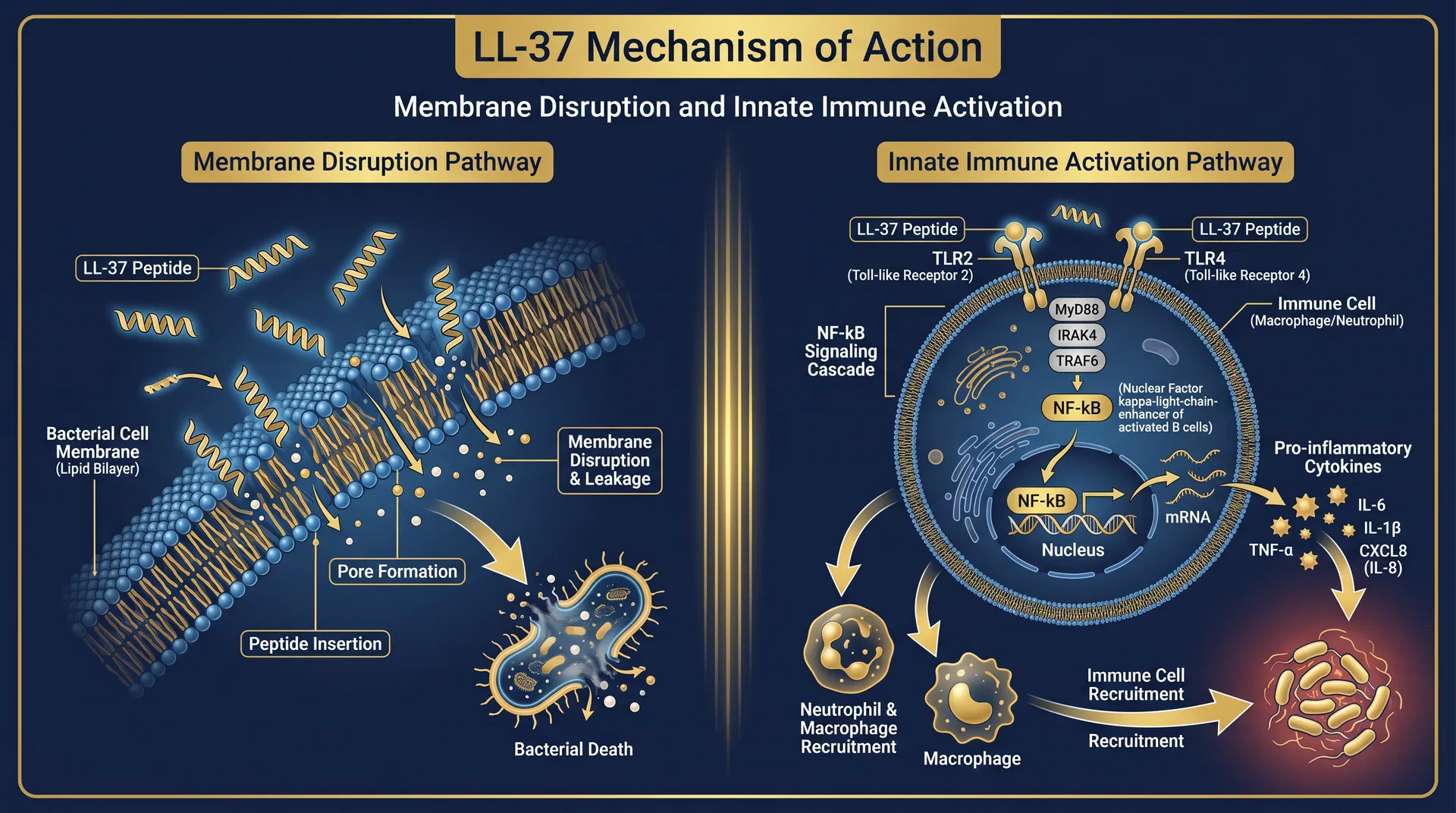 LL-37 mechanism of action diagram — Innate Immune Defense & Immunomodulatory Signaling