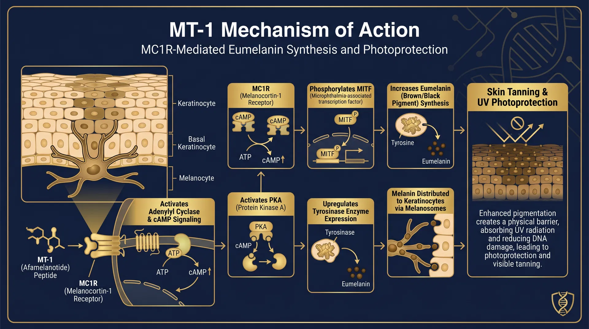 MT1 mechanism of action diagram — MC1R Agonism & Melanogenesis Stimulation