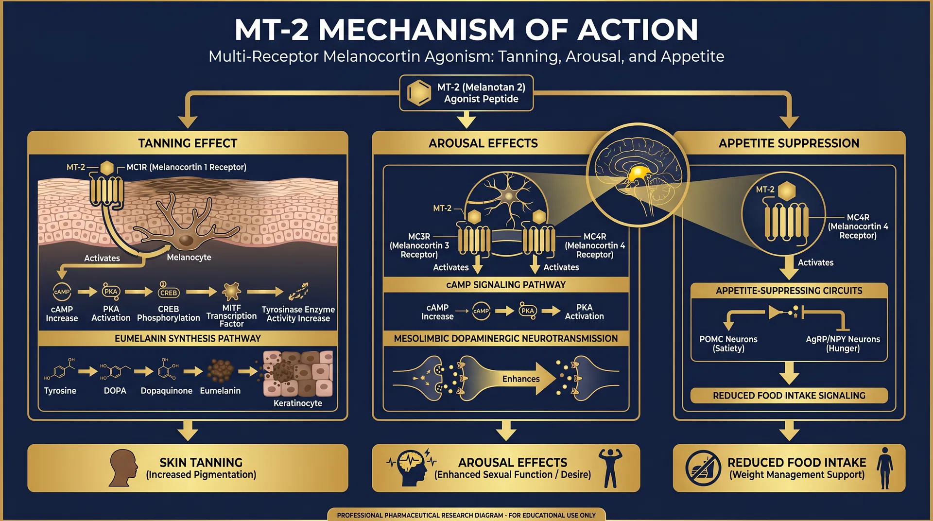 MT2 mechanism of action diagram — Multi-Receptor Melanocortin Agonism