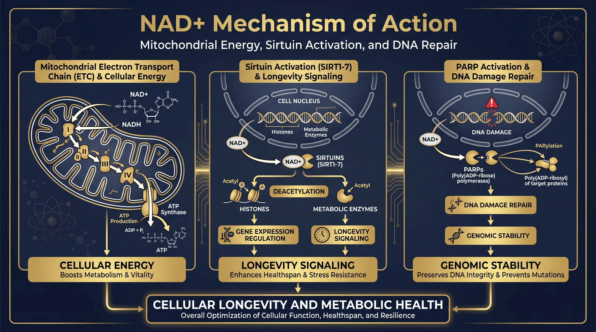NAD+ mechanism of action diagram — Mitochondrial Bioenergetics & Sirtuin Activation